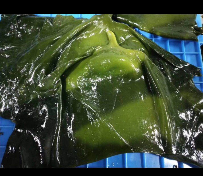 厂家直销荣成特产新货海带头 盐渍新鲜嫩绿特级