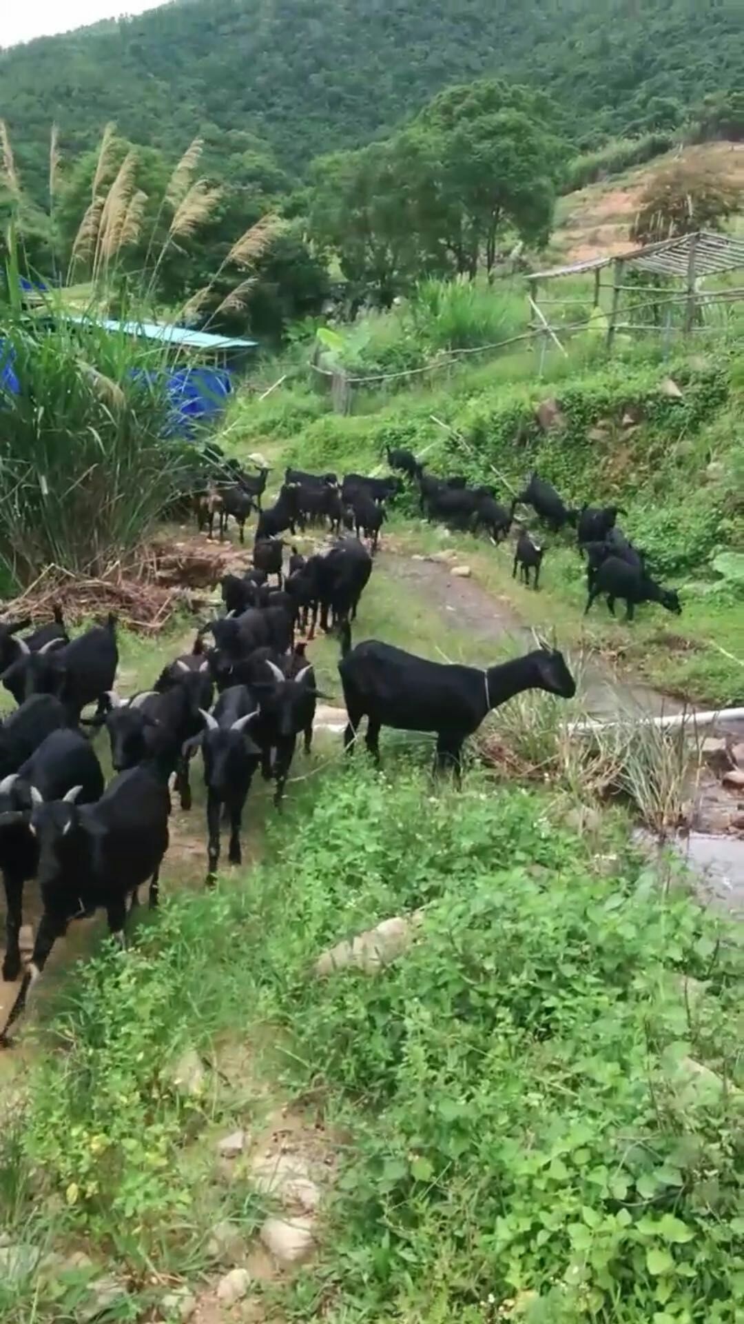 黑山羊 高山放养,肉质坚韧,美道鲜美,欢迎参观选购.