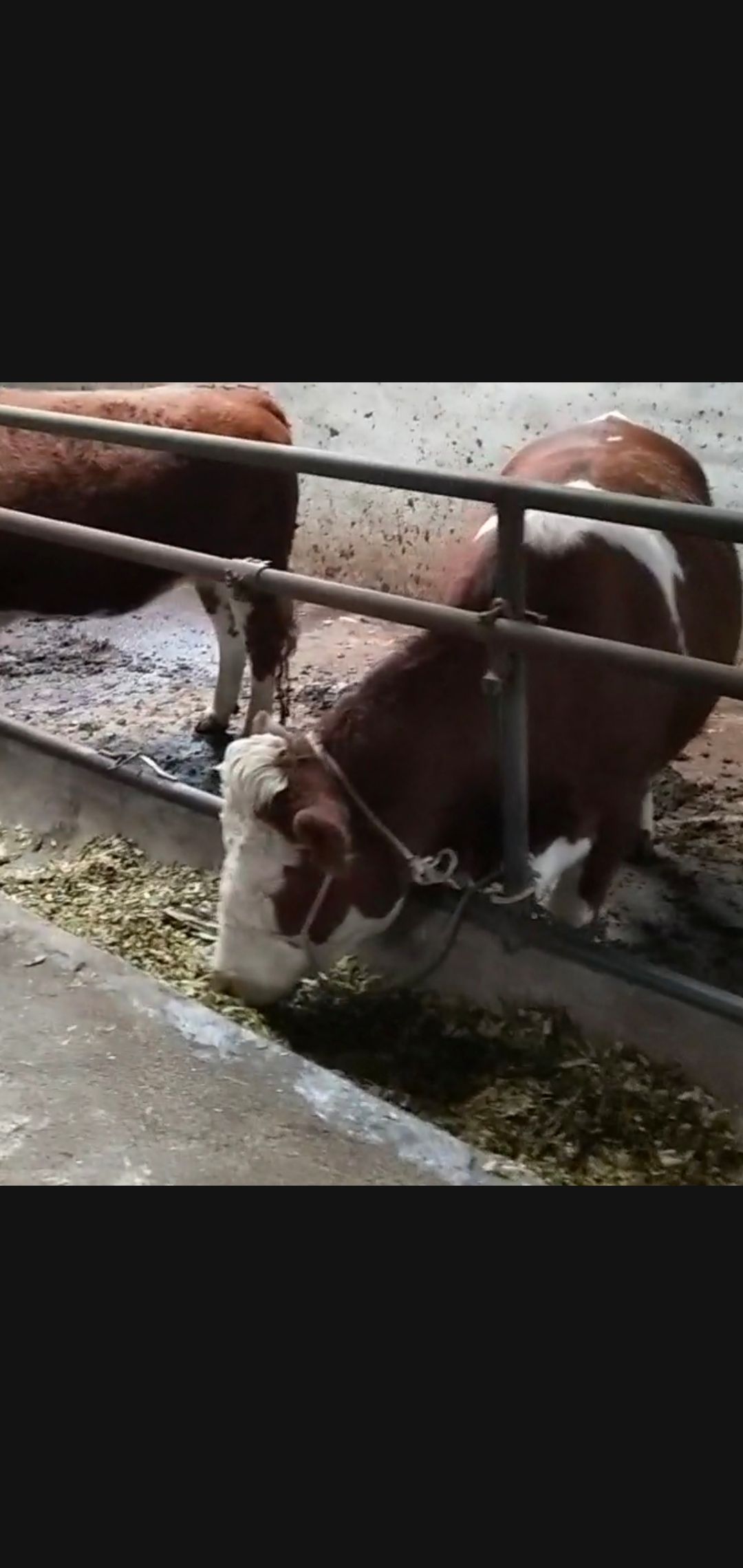1200斤西门塔尔怀孕大母牛,欢迎当面看货