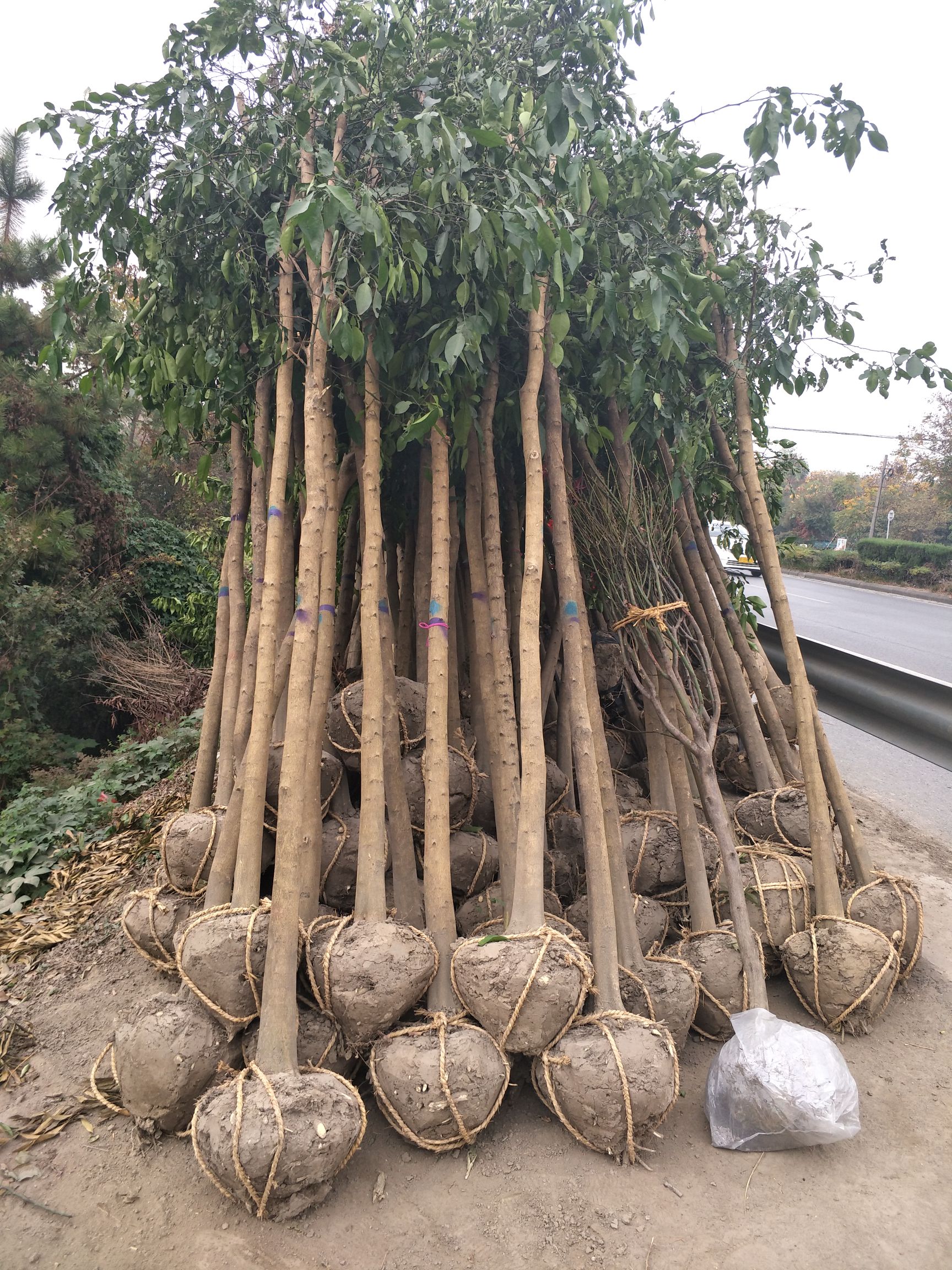 香橼树 农户自销,一手货源,只要价格说的过去,我就敢卖,欢迎来点