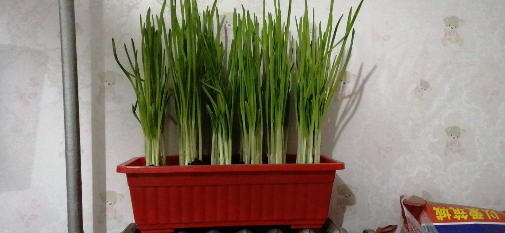 蔬菜种植盆栽