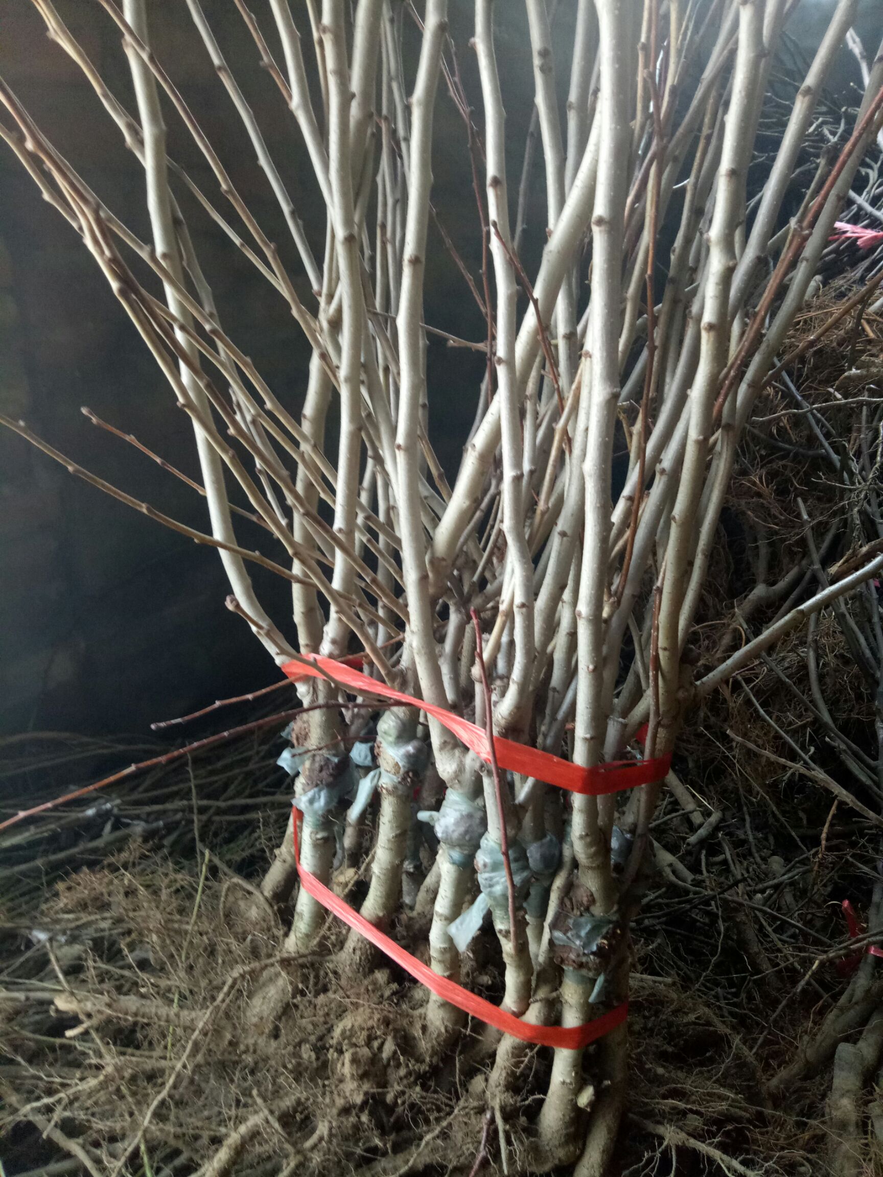 甜红子山楂苗