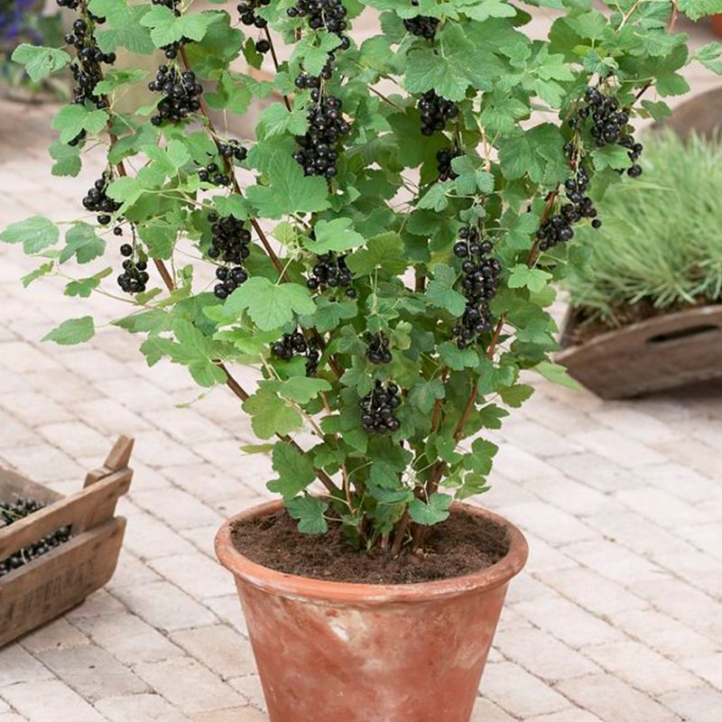 黑加仑苗 黑加仑树葡萄苗适合南北方种植