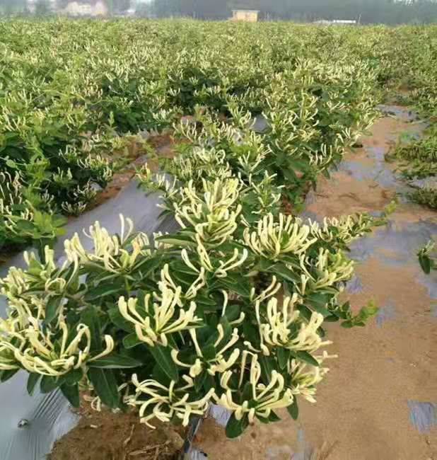 四季金银花苗红金银花苗阳台庭院植物盆栽地栽适合南北方种植