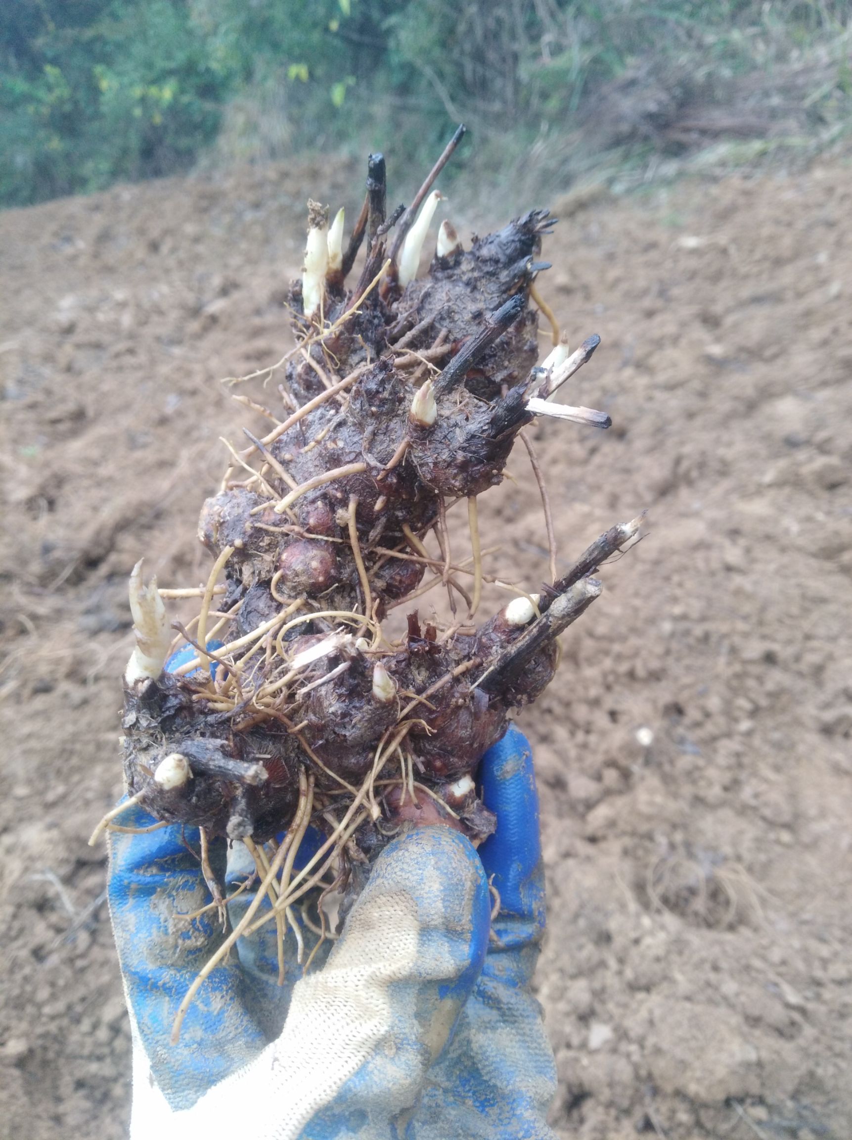 苍术种苗 大量出售苍术种芽及成品