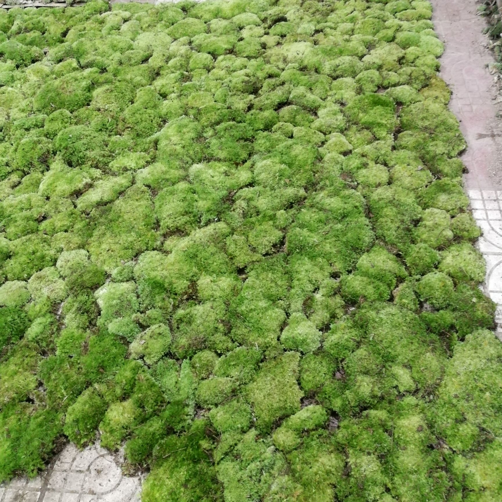 青苔 生苔藓植物微景观盆景铺面藓活包邮diy创意迷你植物假山装饰