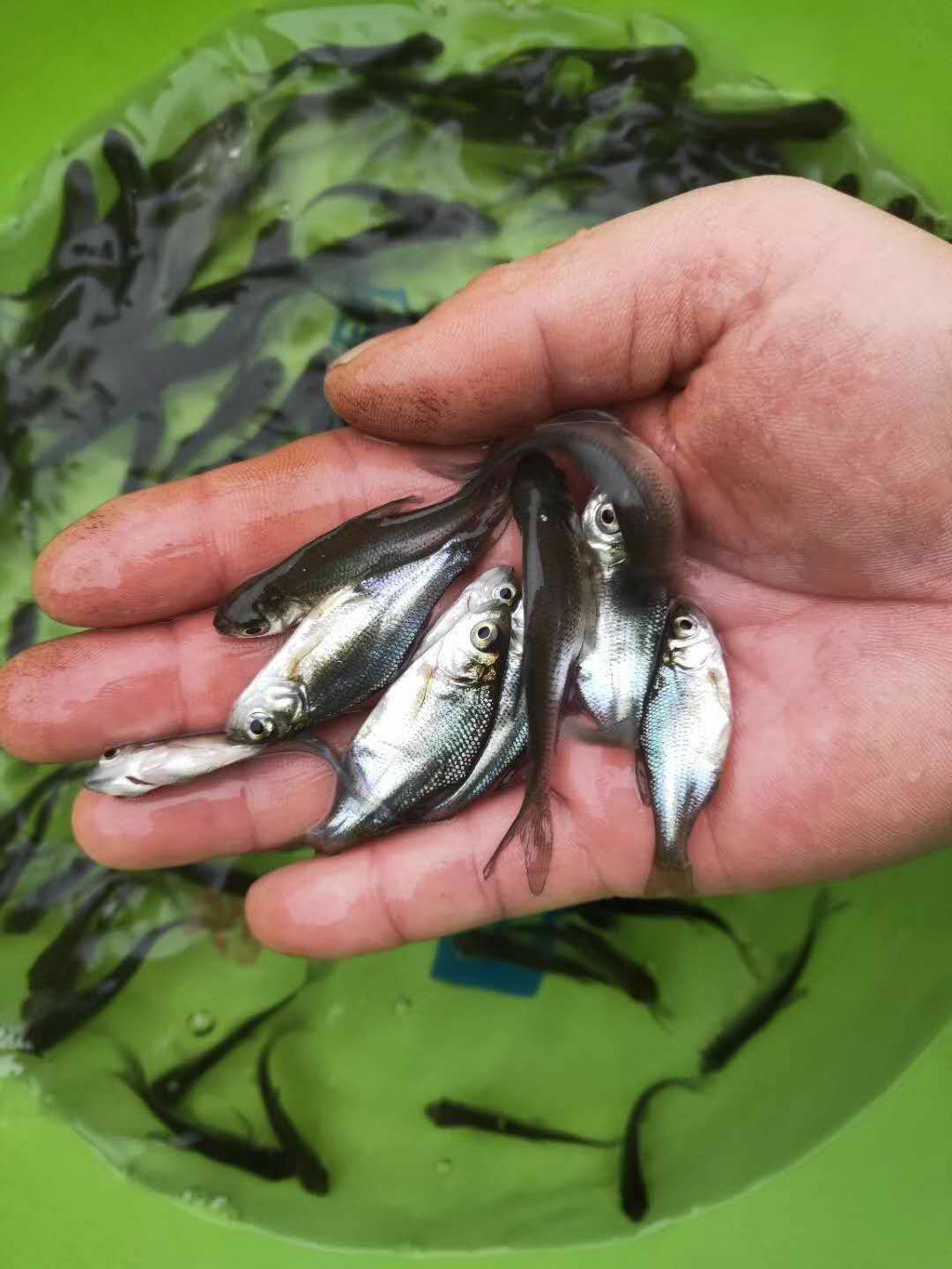 武昌边鱼苗/沙边十供自孵水花