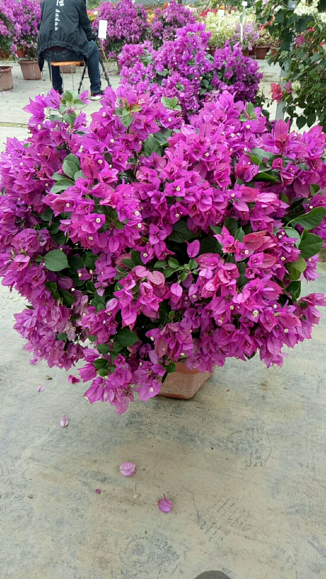 三角梅 棒棒糖系列 好活 花爆满