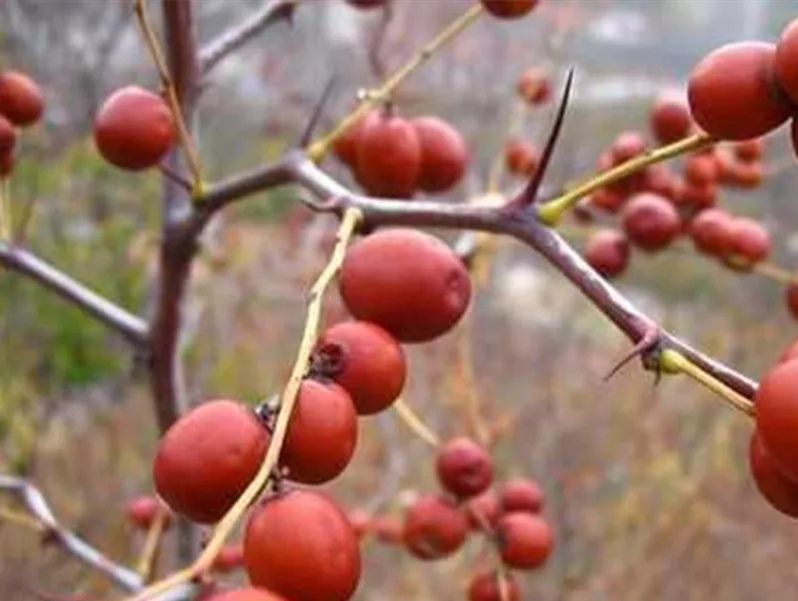 酸枣苗,山枣苗.