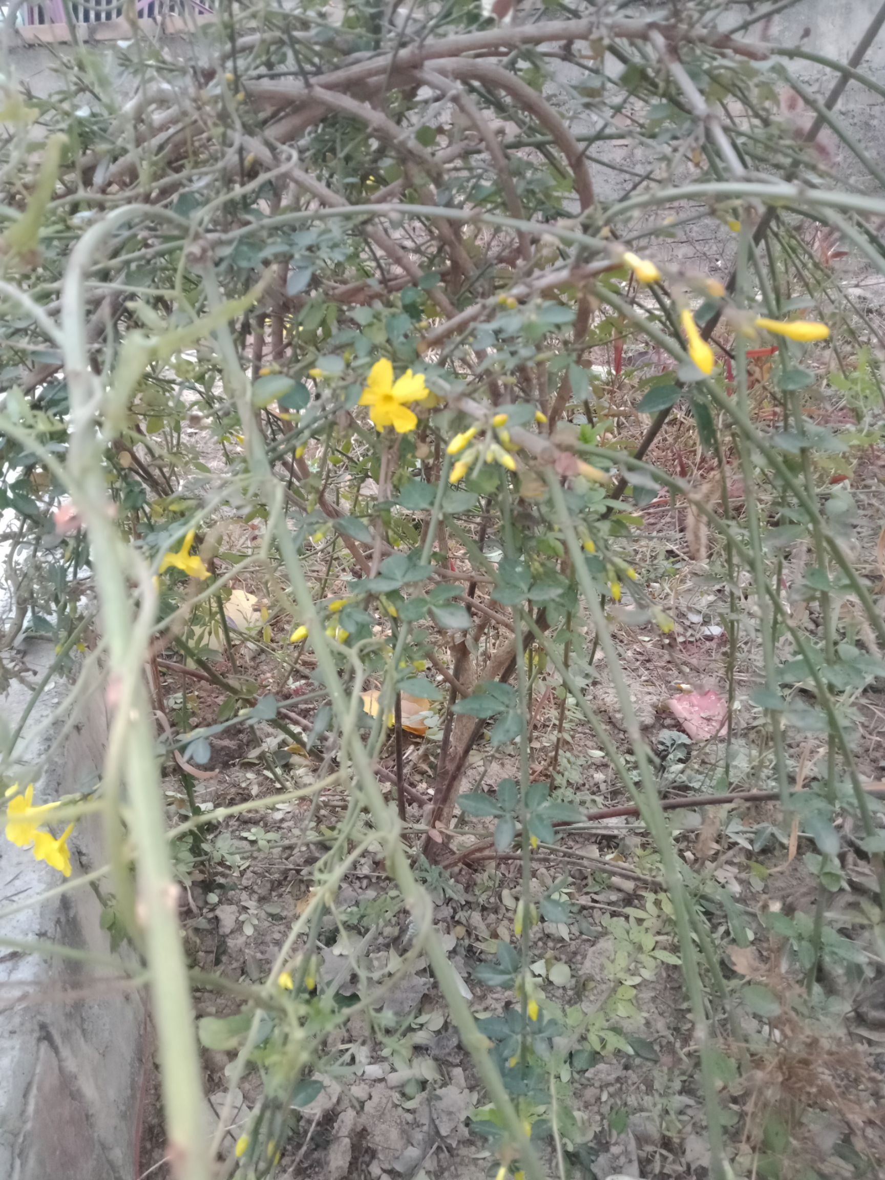 迎春花野生迎春花无人工培育自然生长