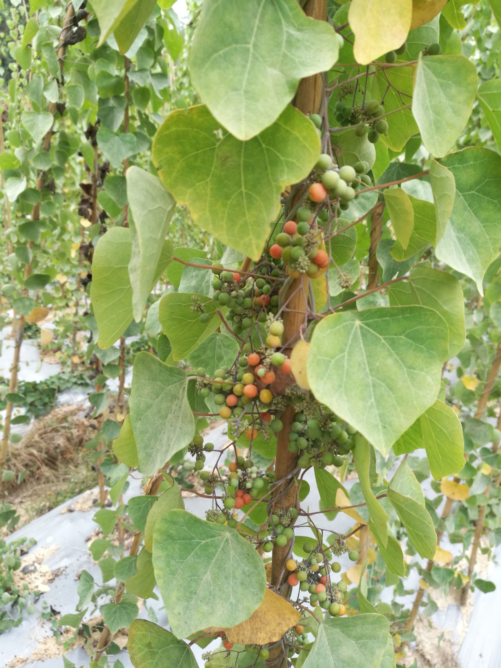 粉防己种子,可教种植技术,保证发芽率.