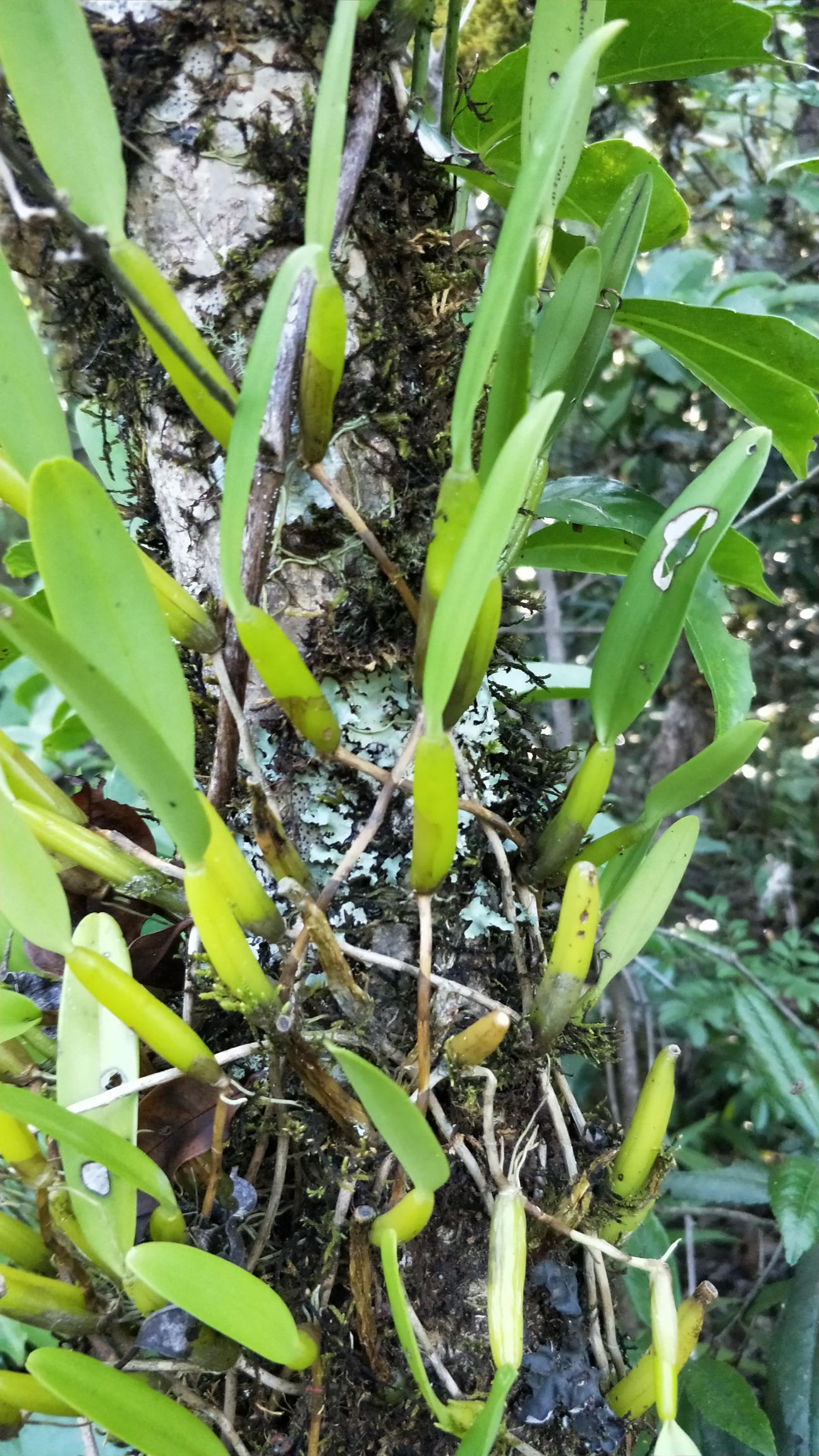 石橄榄 货源充足