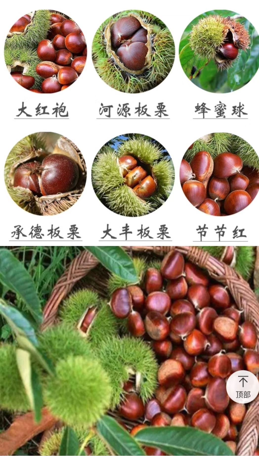 板栗树苗 节节红 大红袍 蜂蜜球 承德板栗苗 大丰板栗树苗