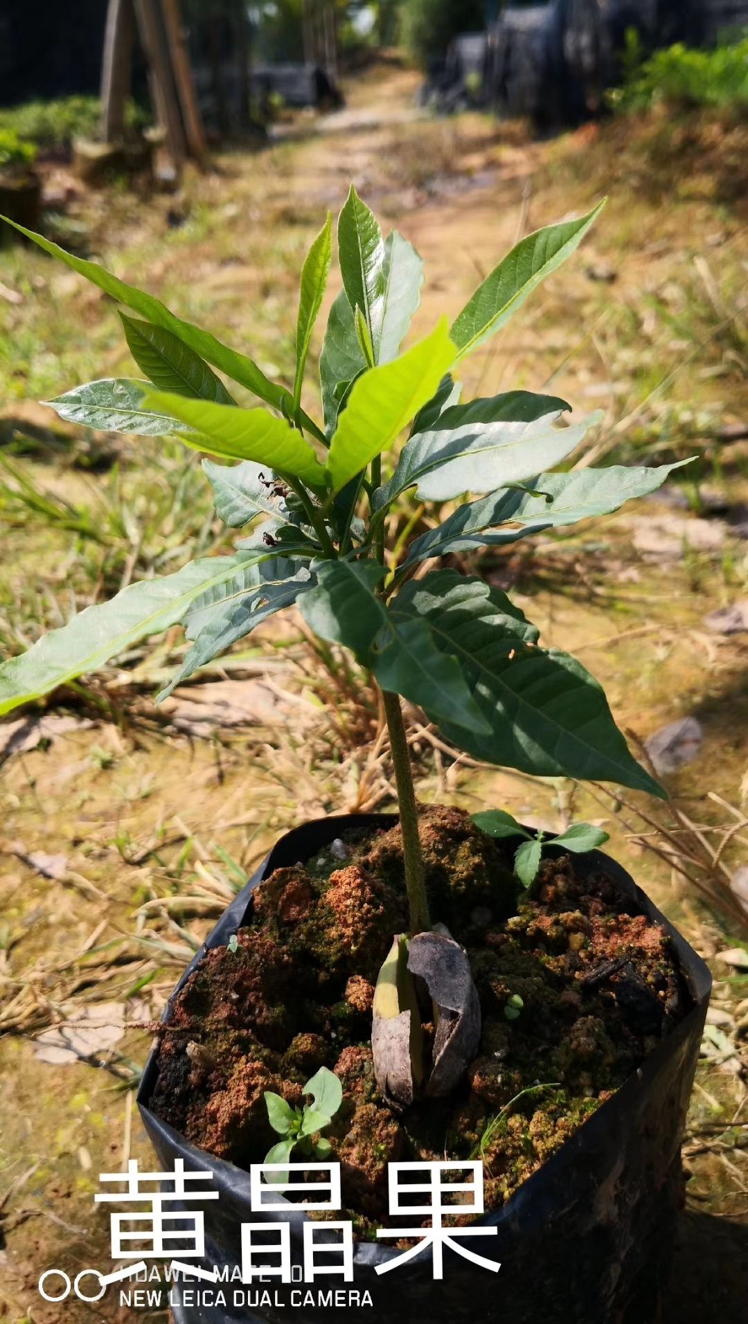 [黄晶果苗批发]黄晶果苗 黄晶果种苗价格20元/株 - 惠农网