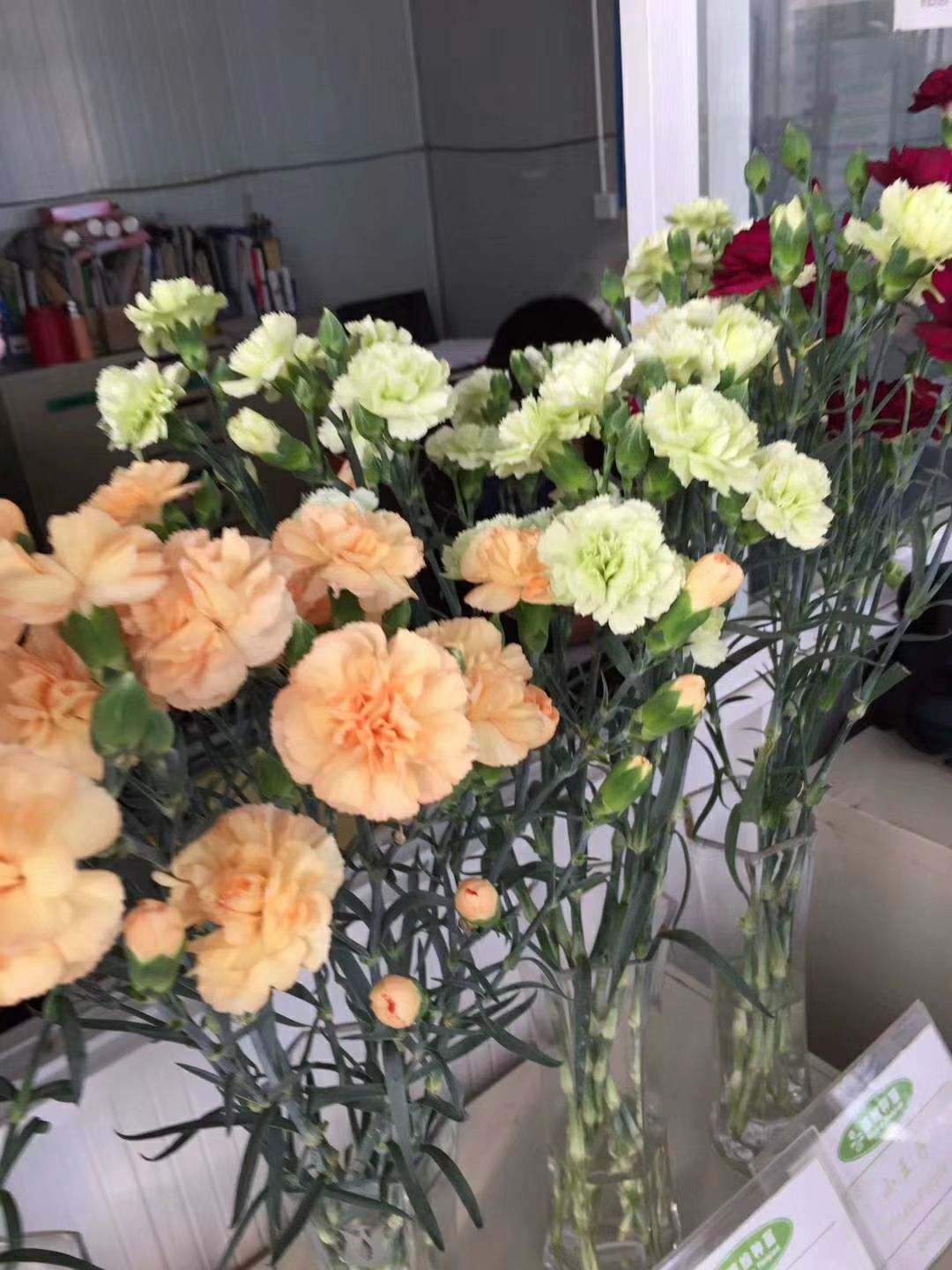 云南康乃馨切花苗 品种多 价格便宜 颜色自选 欢迎咨询订购