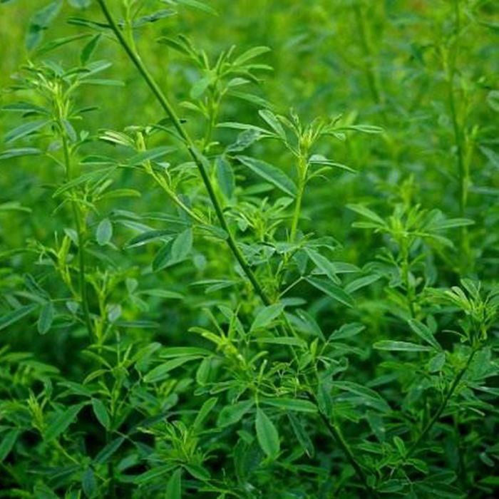 草木樨种子 草木犀种子优质牧草种子高黄花苜蓿种子耐旱耐寒草木犀