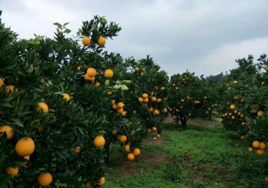 耙耙柑 四川脐橙,果园基地百万亩,新鲜现摘,汁多水多,甜.吃了不上火