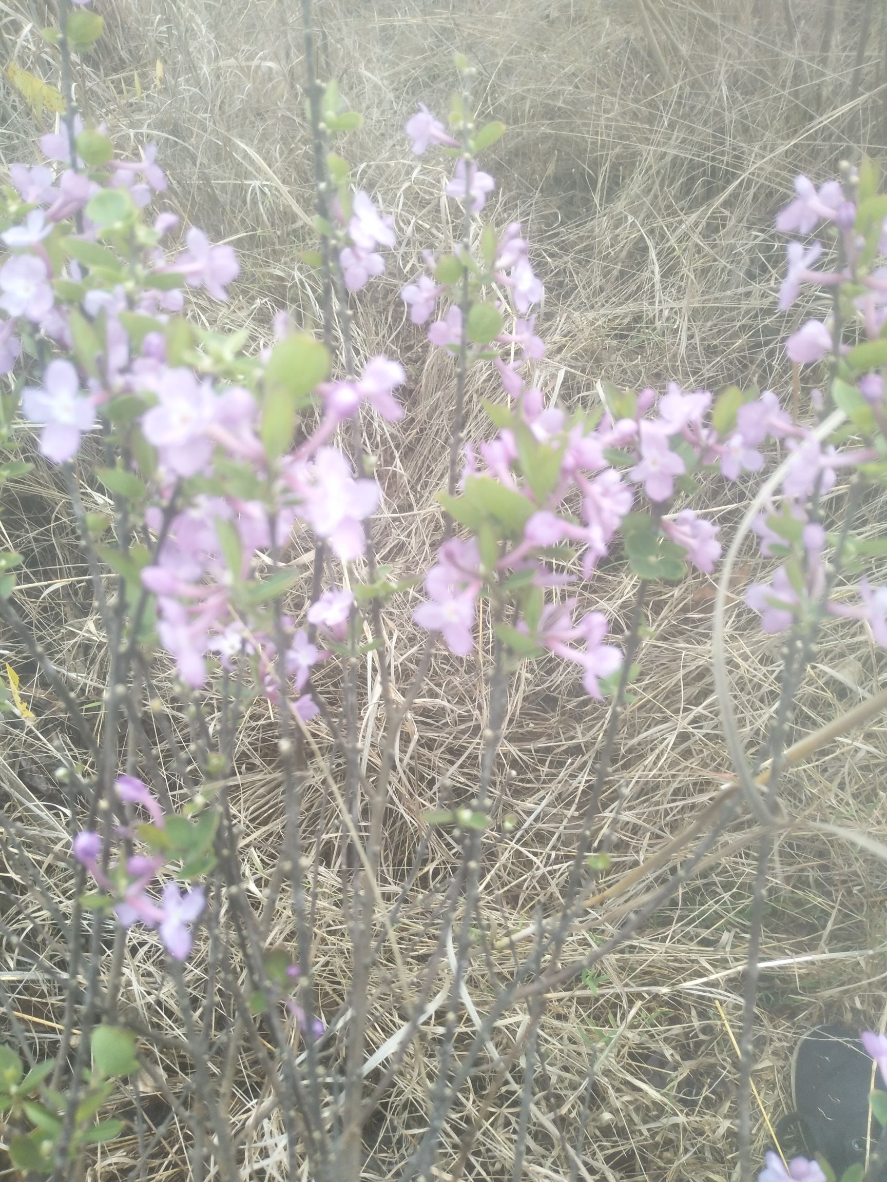 芫花种苗,根须完好,观赏和药用极好,根,花,叶,杆等都有