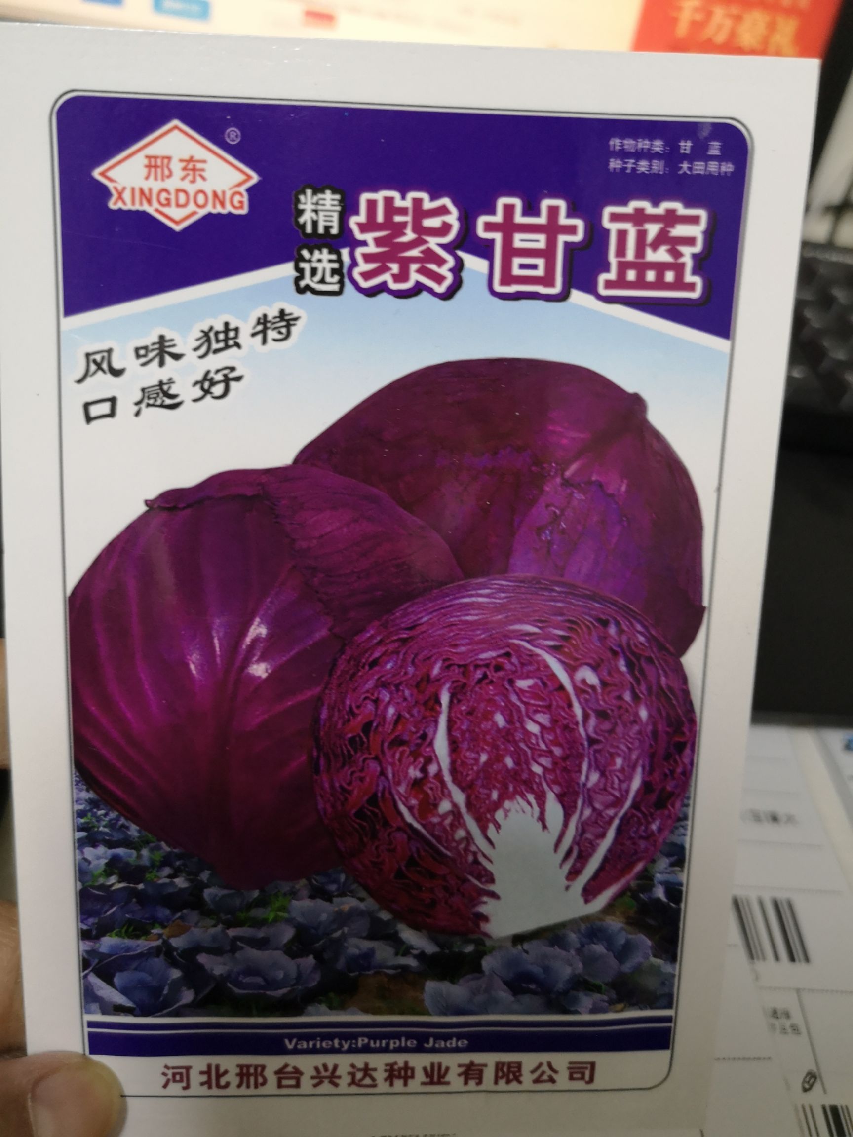 紫甘蓝种子 适合春秋两季使用 叶球紧实 不易开裂 耐运输