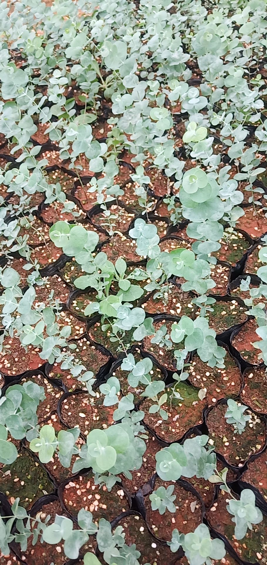 尤加利蓝宝贝金荷花芦苇苗要栽的可以定了它是一种花可以卖的