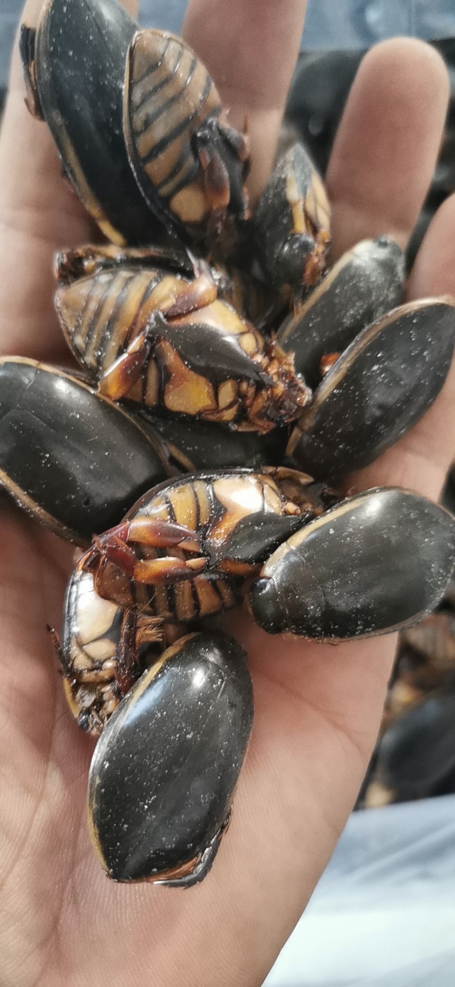 生冻金边龙虱
