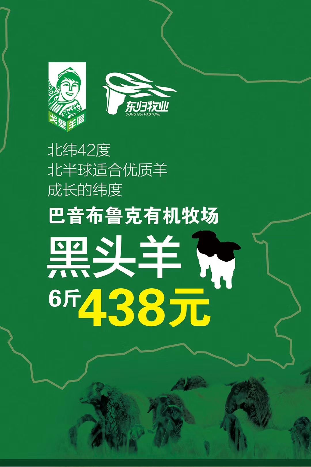 巴音布鲁克黑头羊