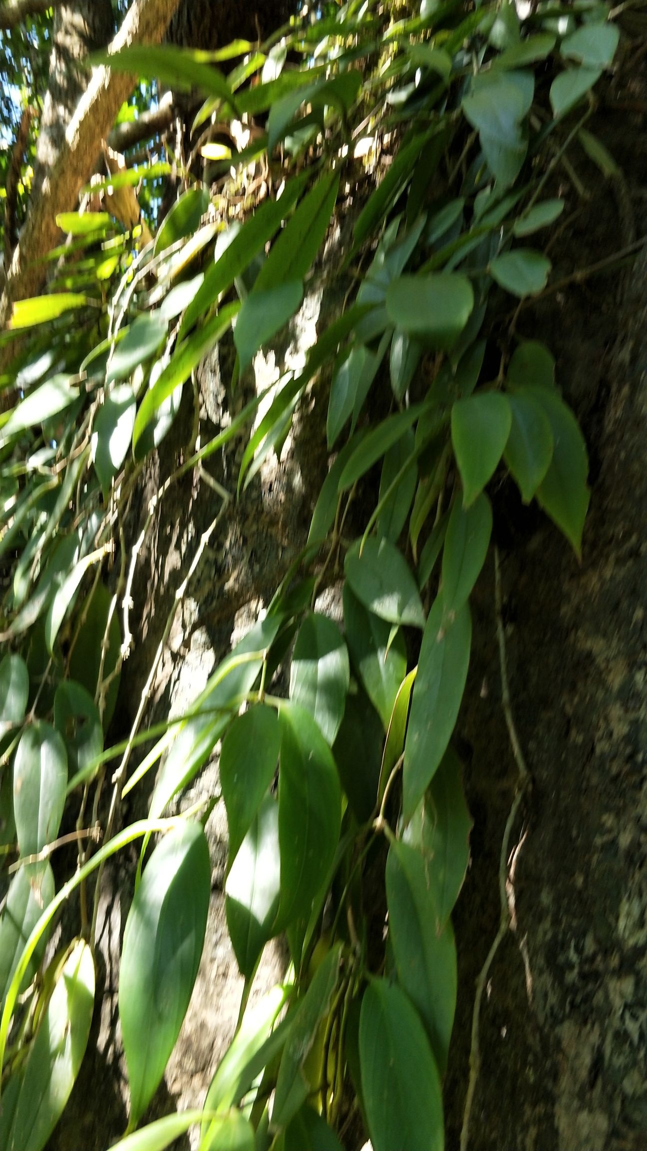 牛奶树根 芒毛苣(jù)苔
