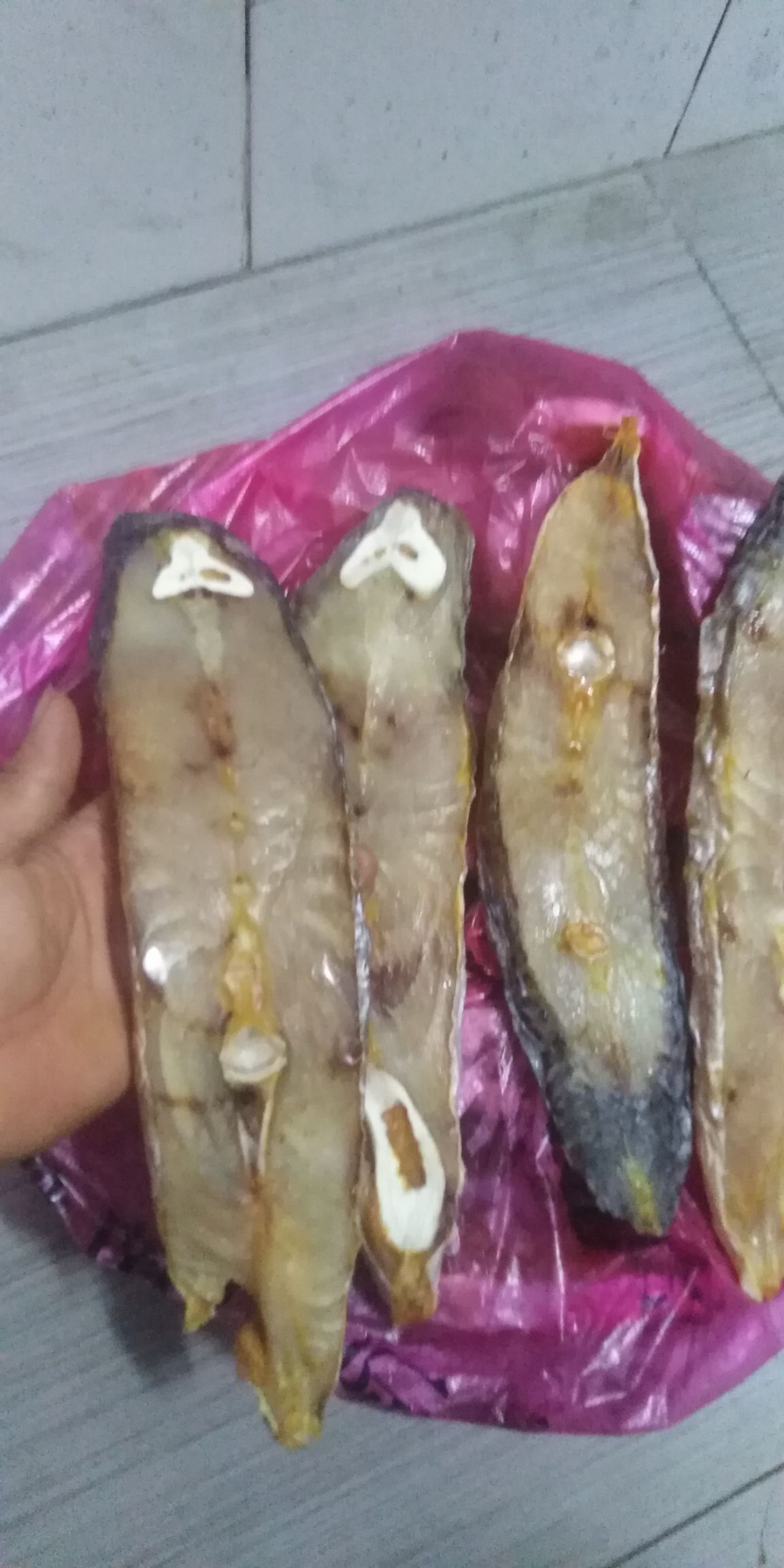 旺路水产笋壳鱼批发
