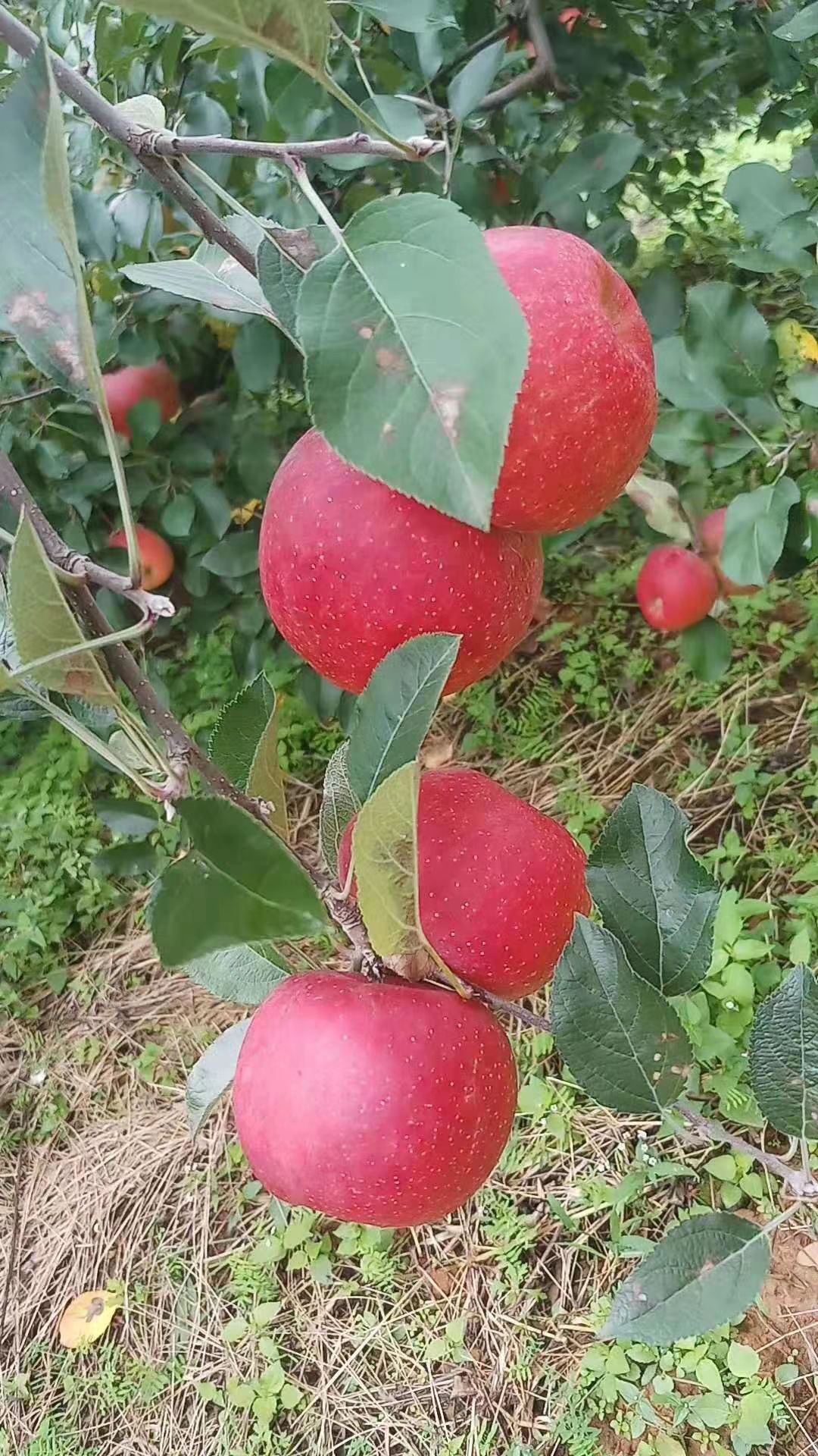 云南昭通糖心苹果