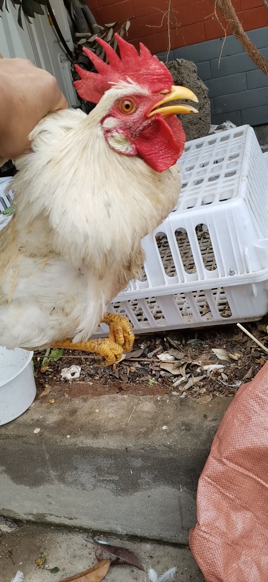 罗曼灰青年鸡