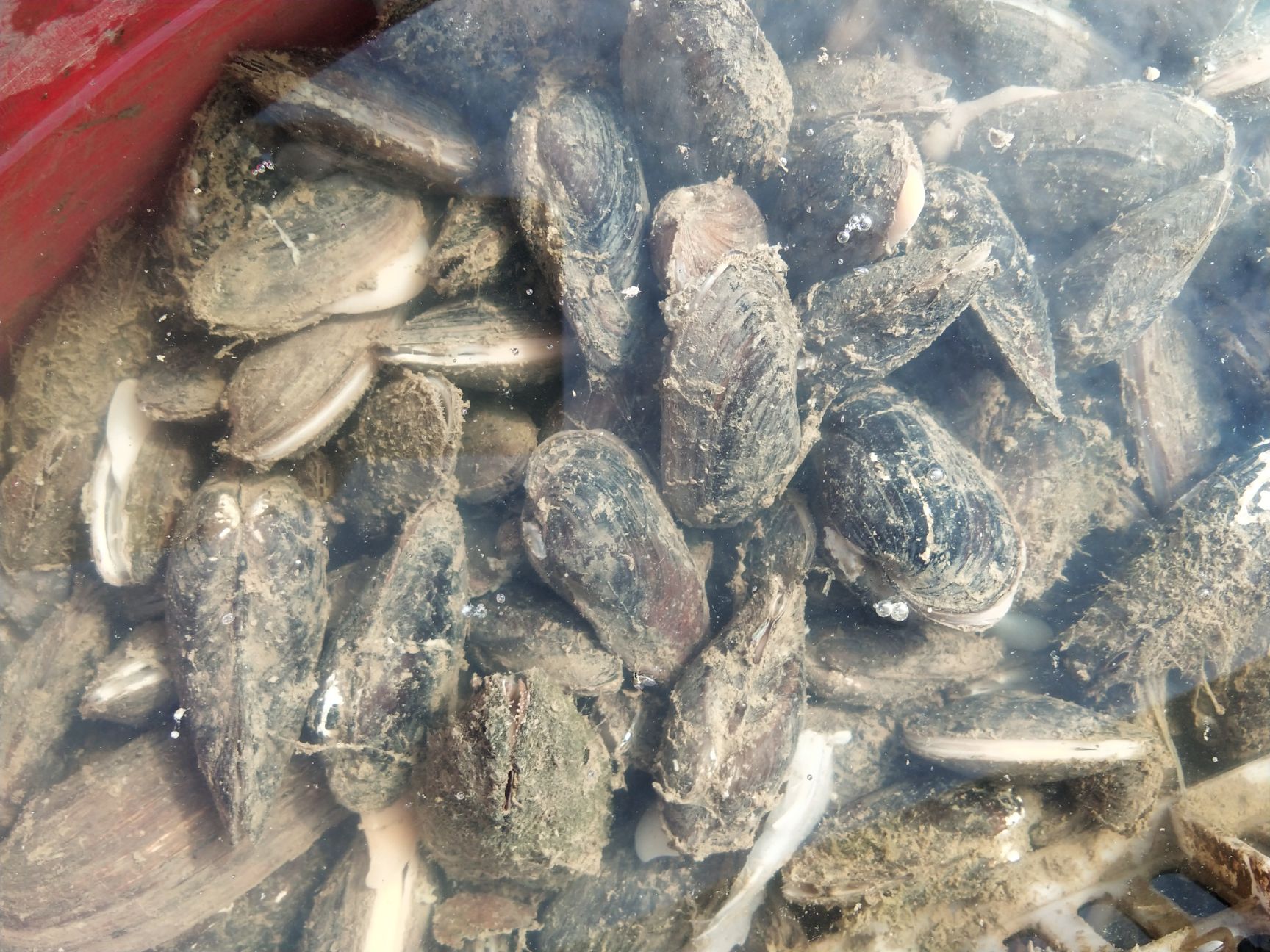 新鲜淡水贻贝