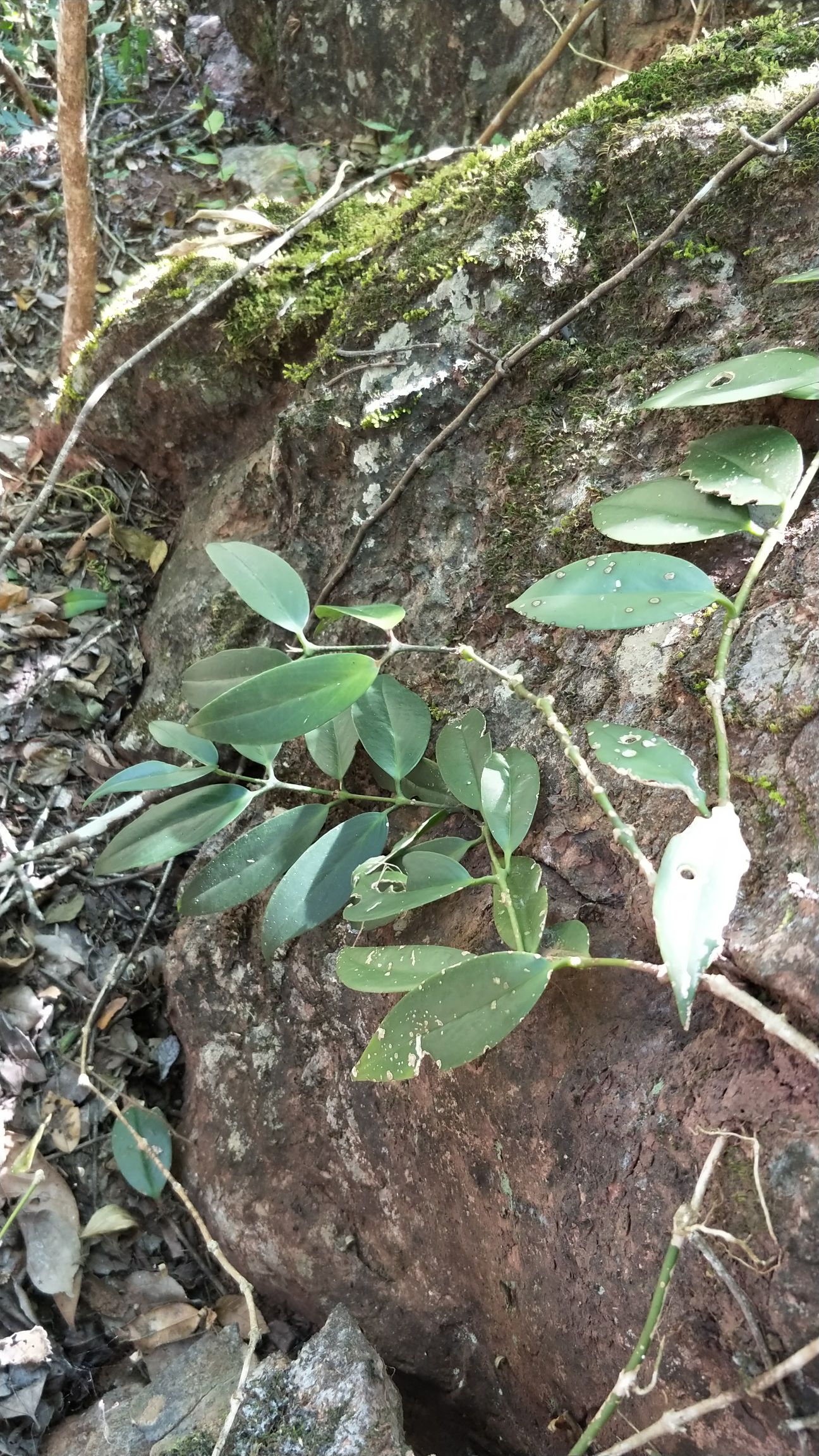 牛奶树根 芒毛苣(jù)苔