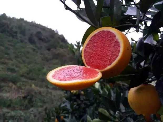 血橙苗,包成活,包成果,当年挂果,南北方均可种植,基地直销