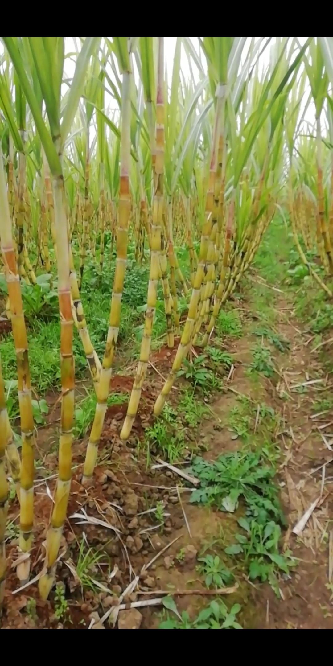 四川德阳青皮水果甘蔗