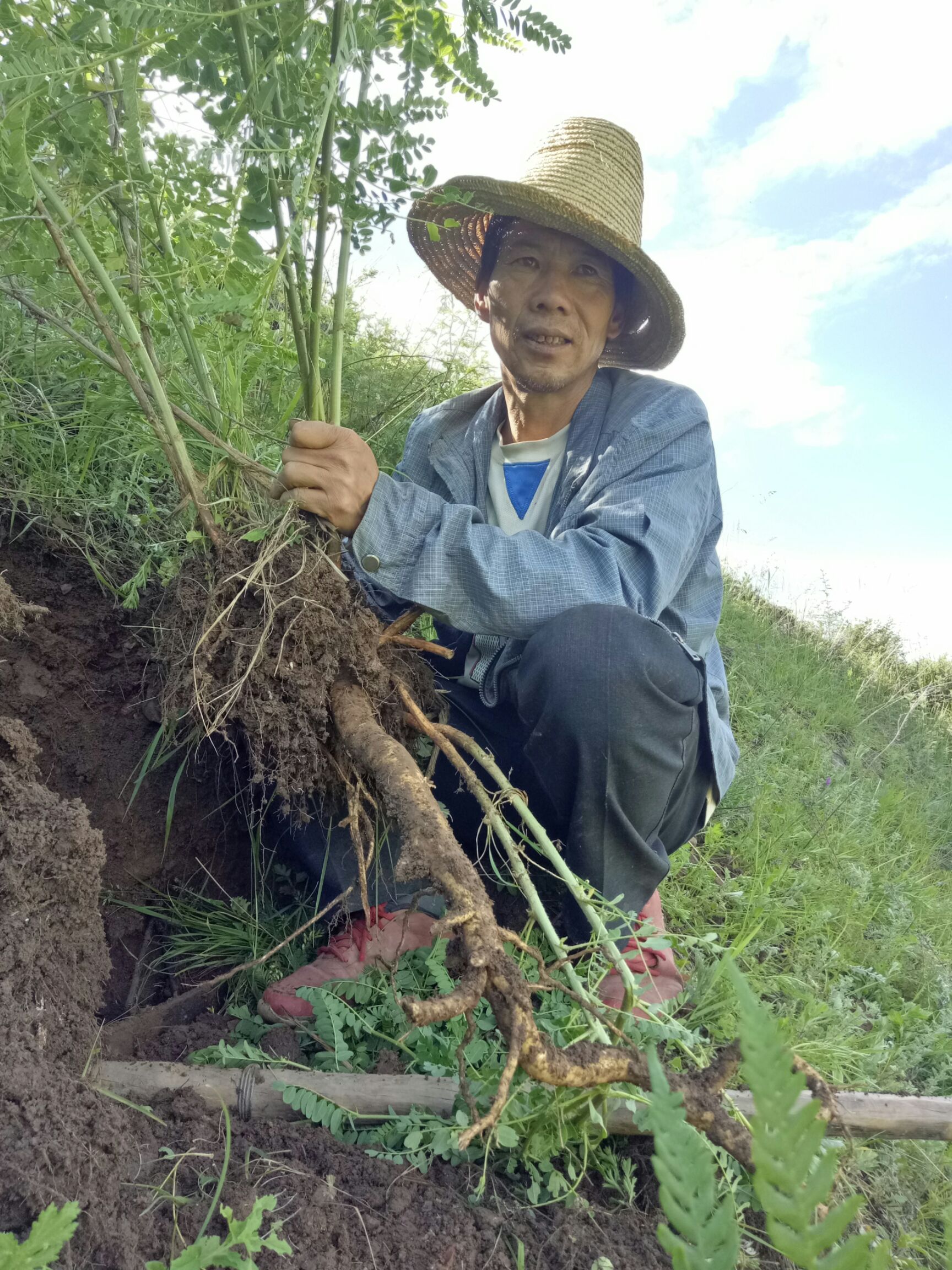 野生黄芪甘肃黄芪岷县原产地黄芪岷县西北小农家中药材厂黄芪