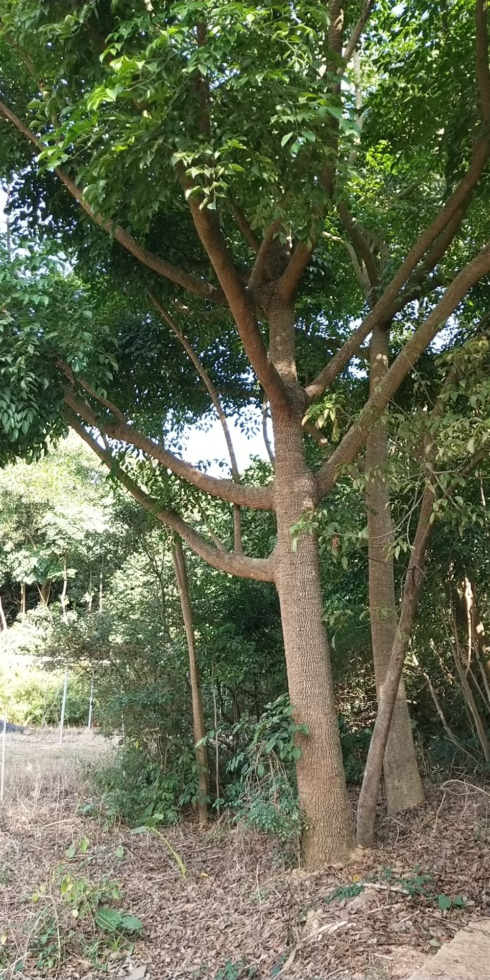 海南黄花梨树