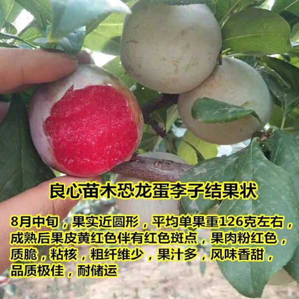 恐龙蛋李子苗 ,结果大,口感好,产量高