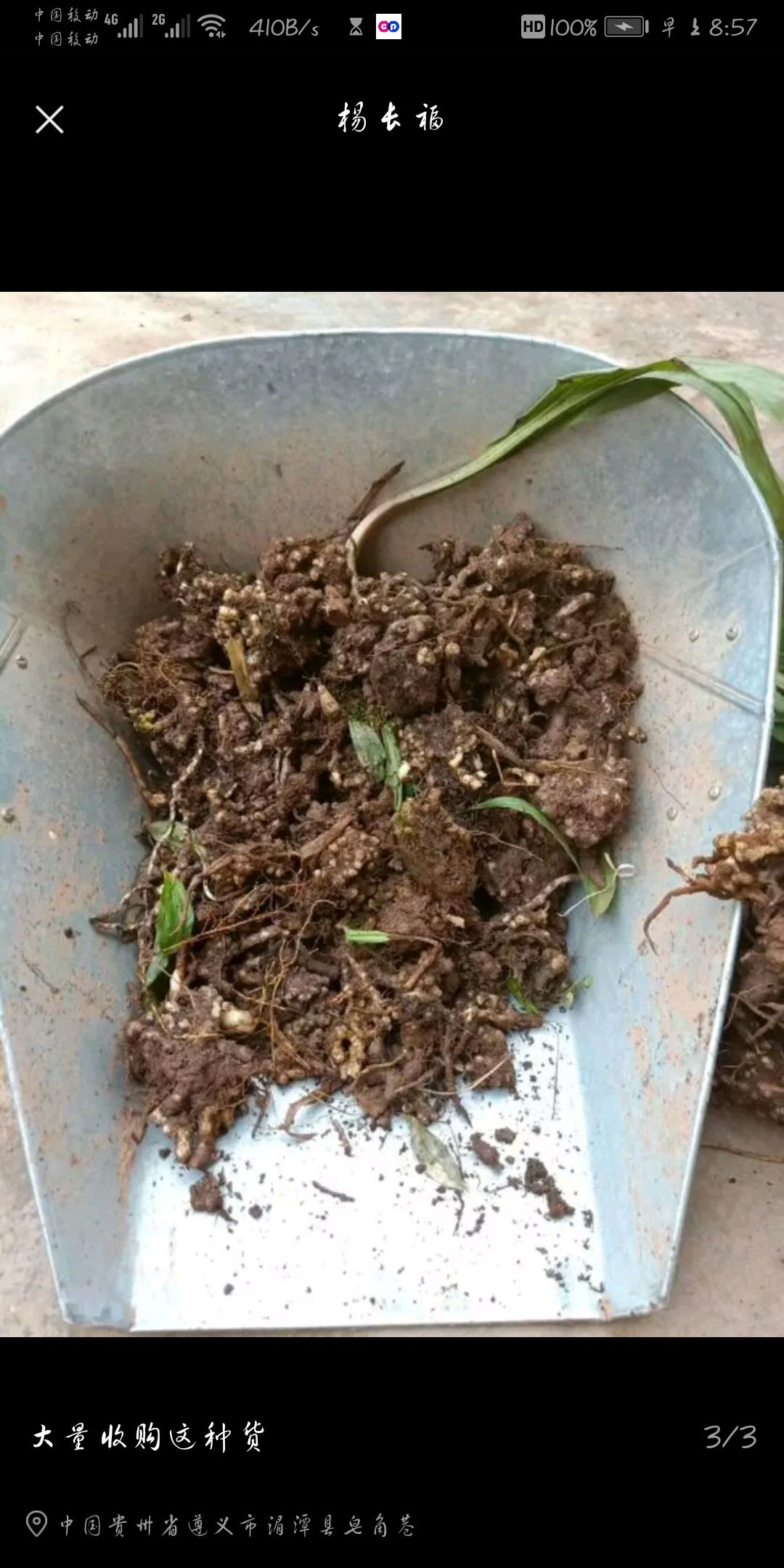 山慈菇 贵州野生毛慈菇长期供应需要的联系