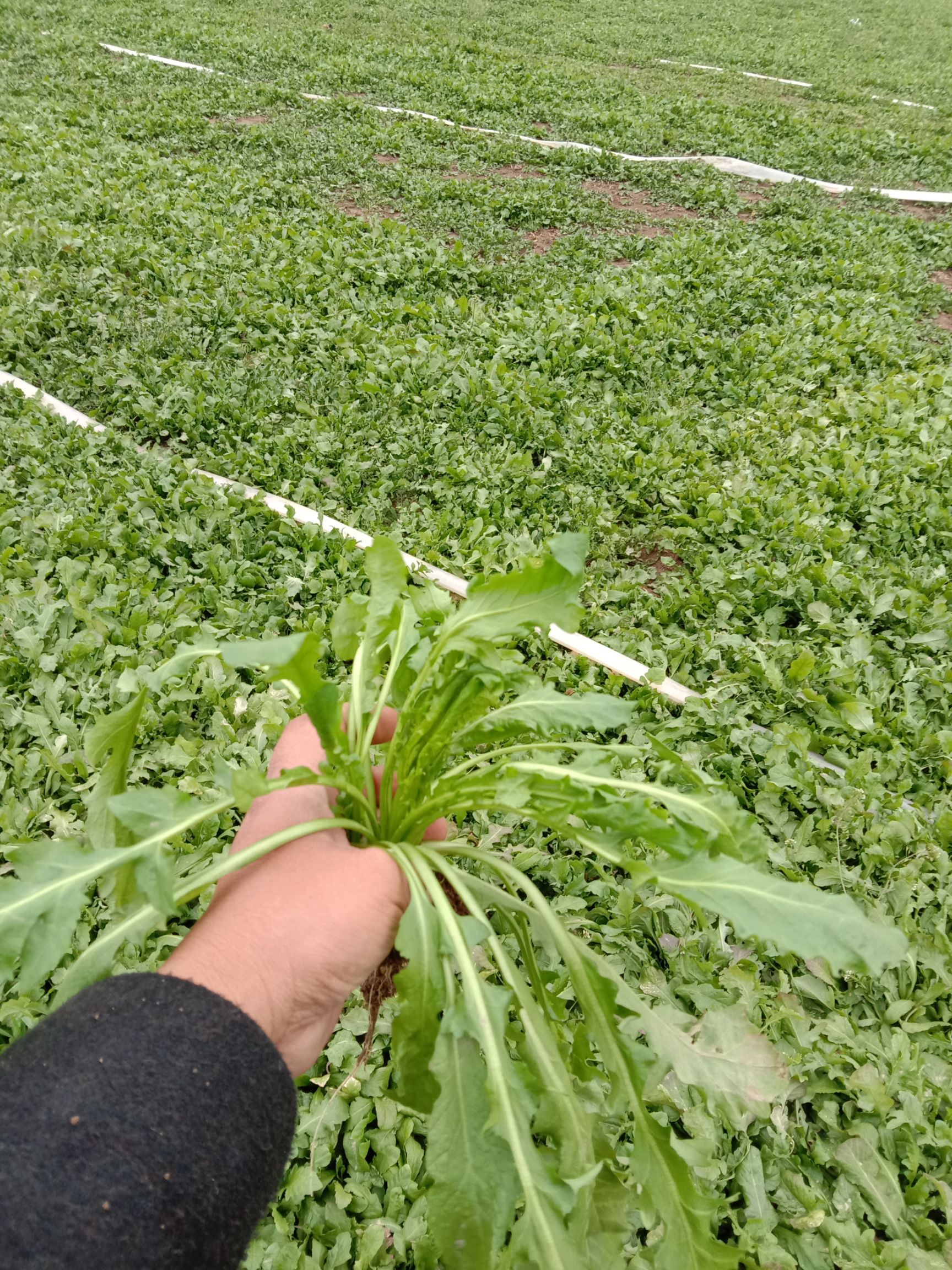 散叶荠菜 田间地头现挖现卖