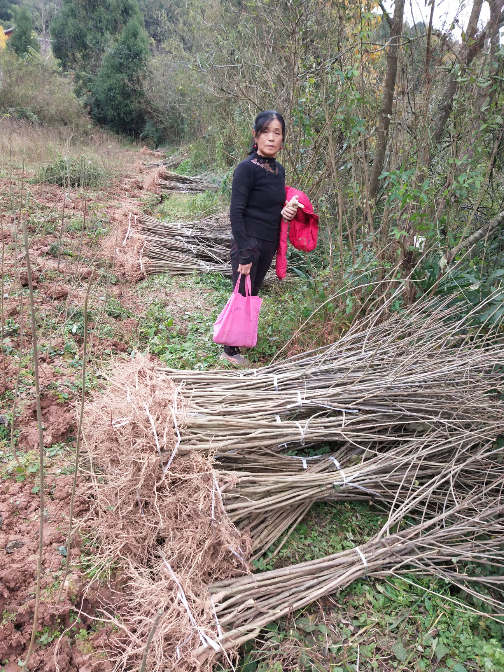 毛叶山桐子苗