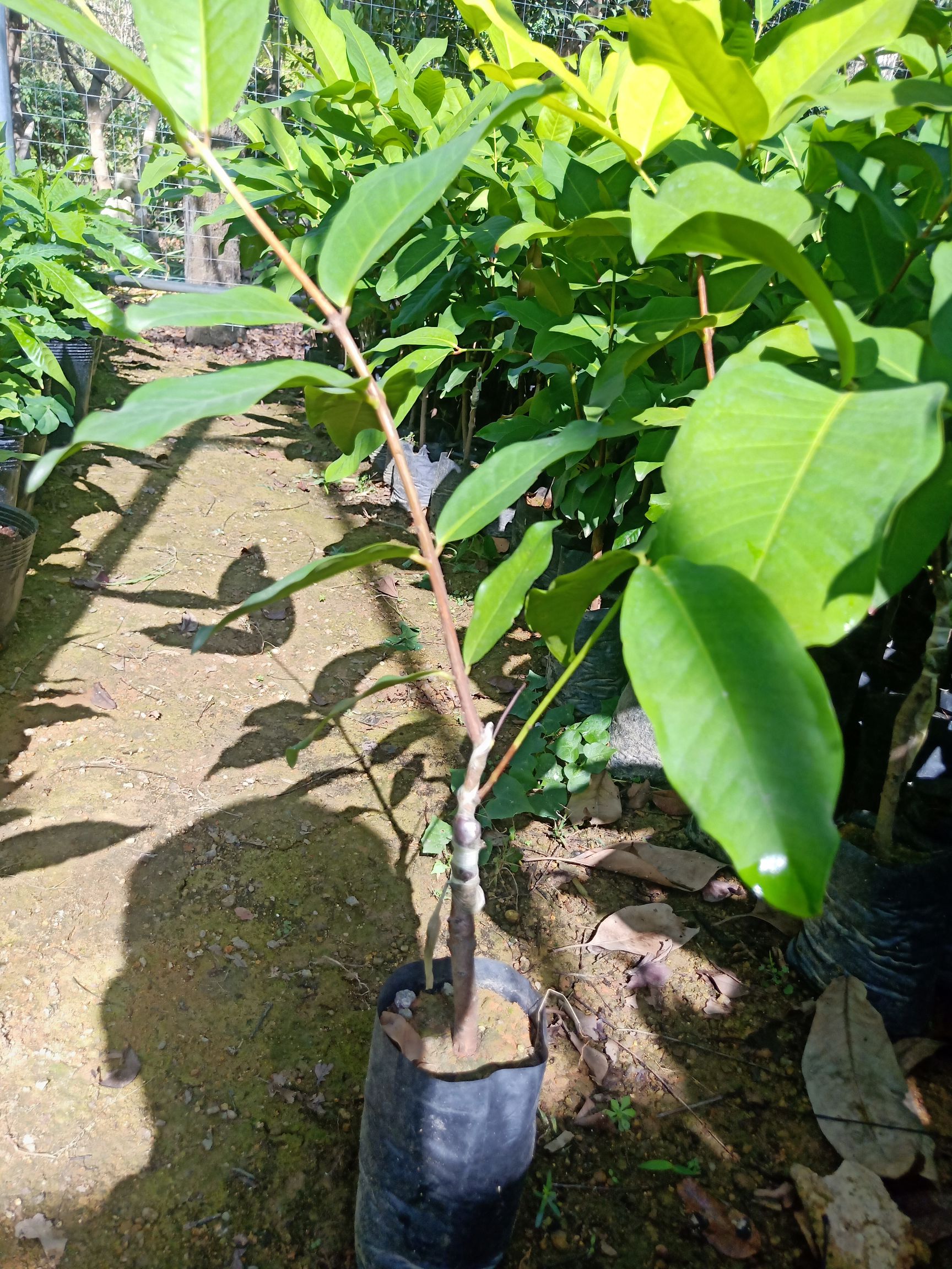 黑糖芭比莲雾苗 黑糖芭比莲雾,带营养杯,品种纯正