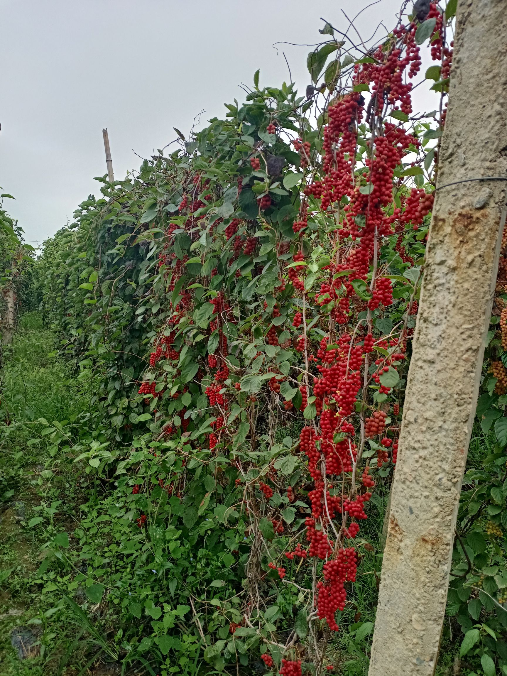 吉林省通化市集安市 北五味子苗,自繁自育五味子苗,自已种植园精心