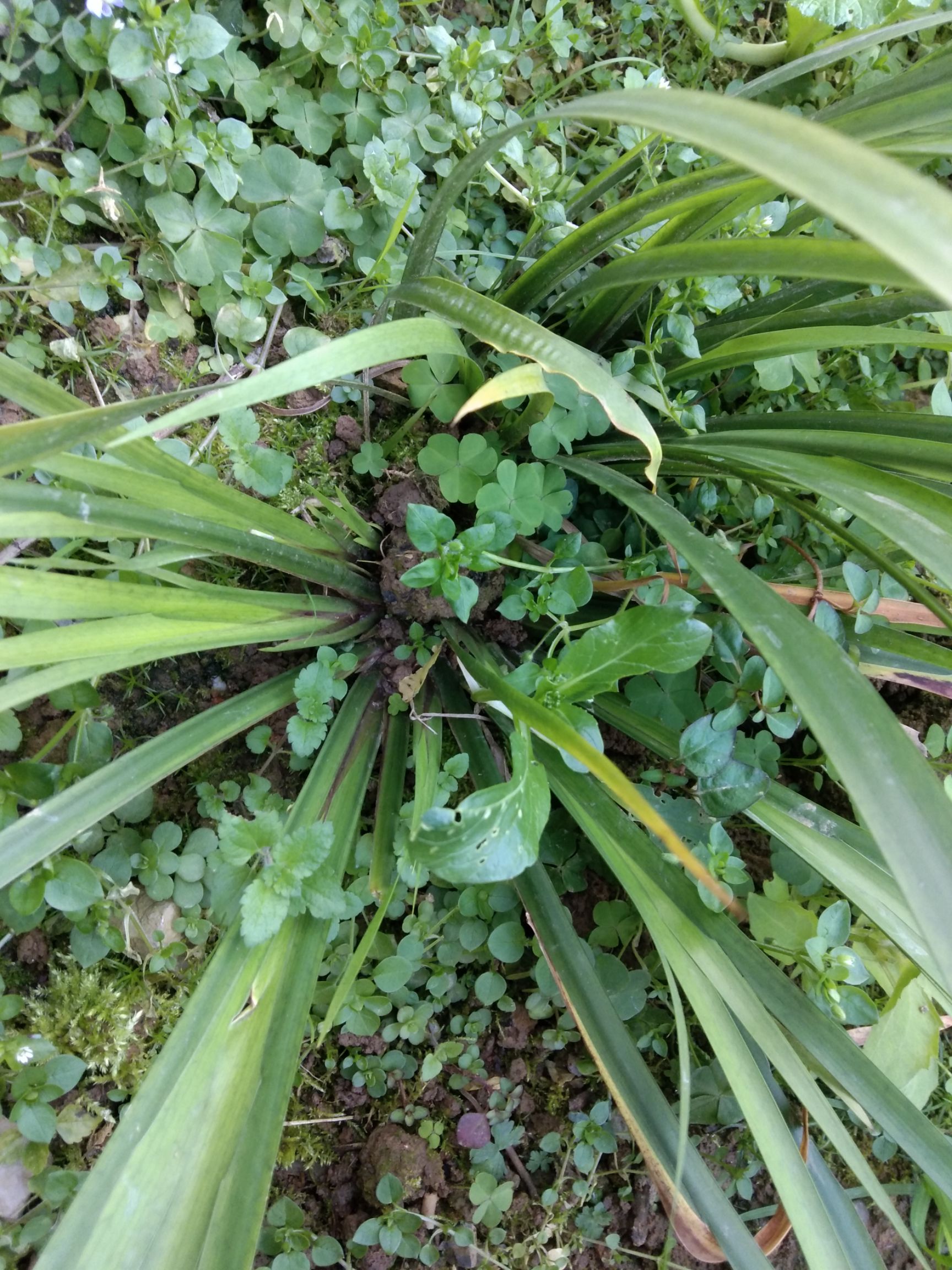 茴香菖蒲苗 优质茴香菖蒲