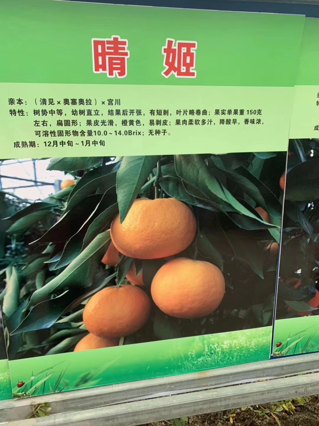 晴姬柑桔苗晴姬柑橘新品种