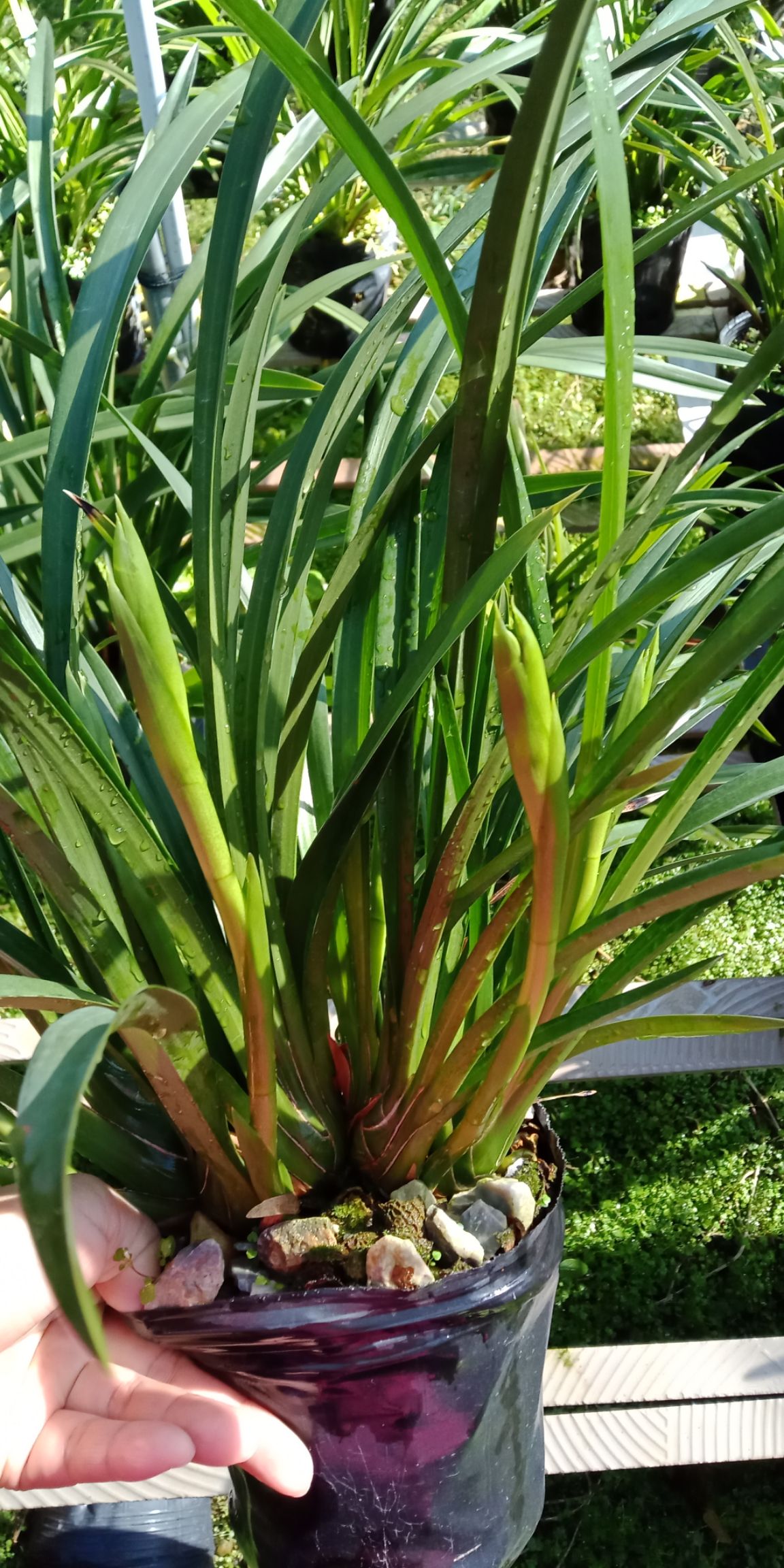 基地直销 兰花 杂交兰 绿翡翠 带花苞 浓香型 花期长