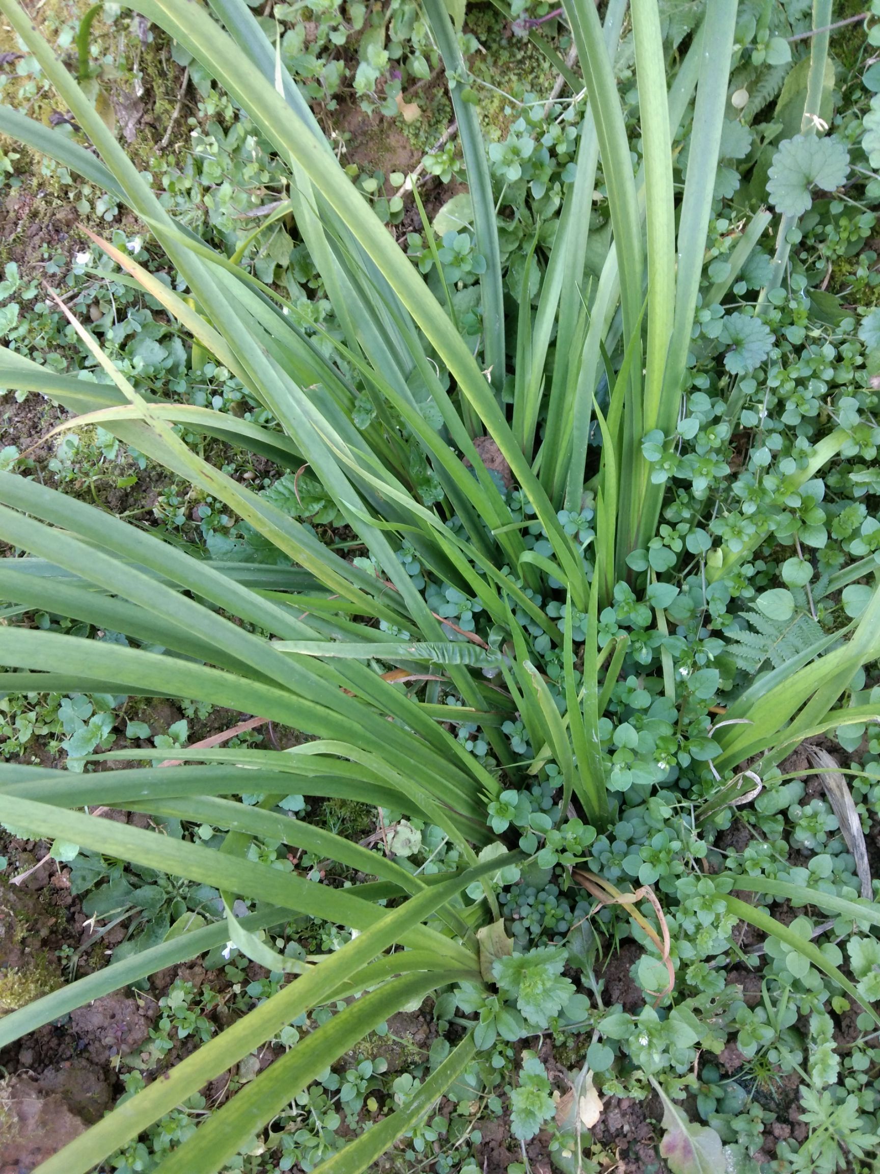 茴香菖蒲苗 优质茴香菖蒲