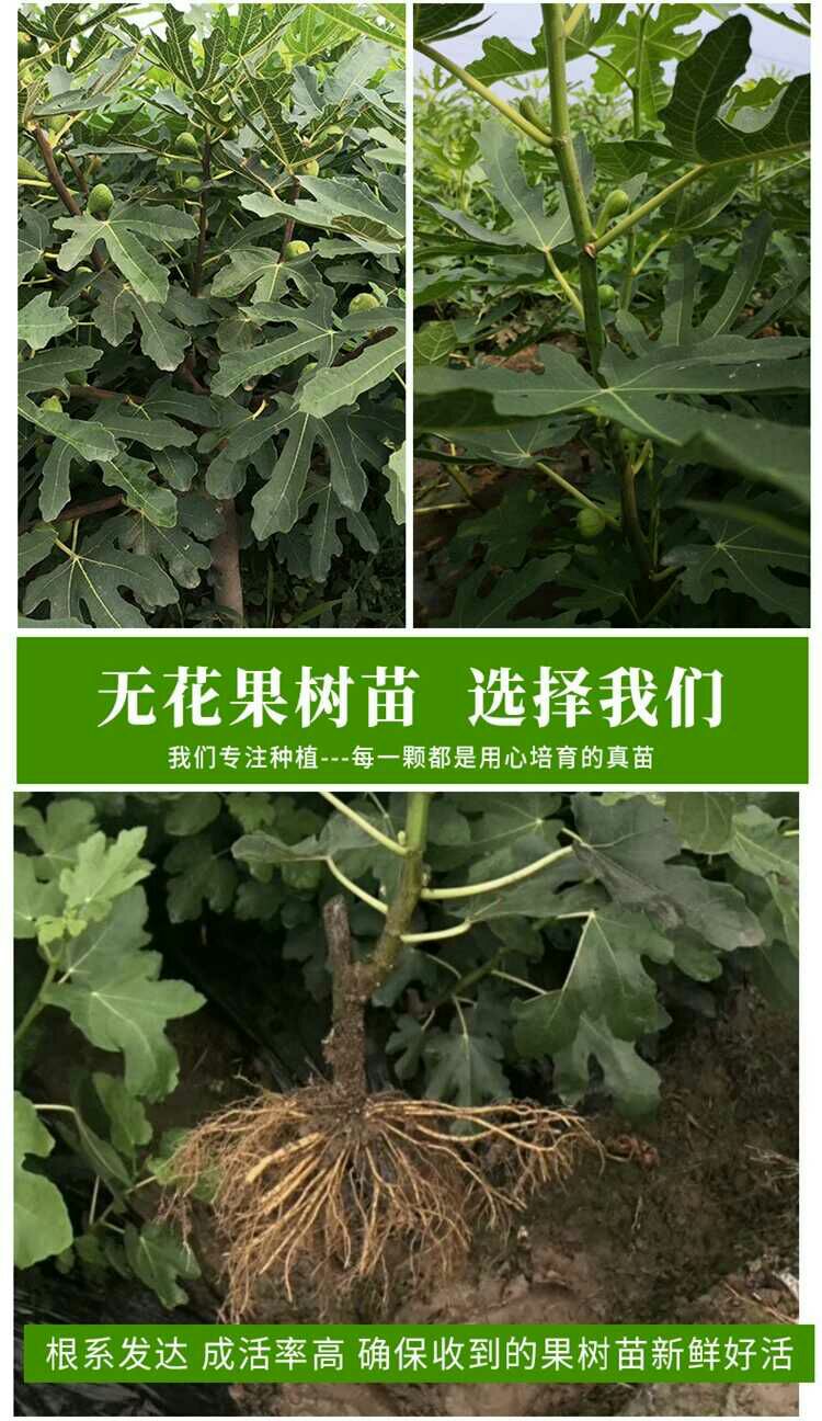 青皮无花果树苗 正宗威海大青皮红心甜无花果苗 南北方种植特大盆地栽