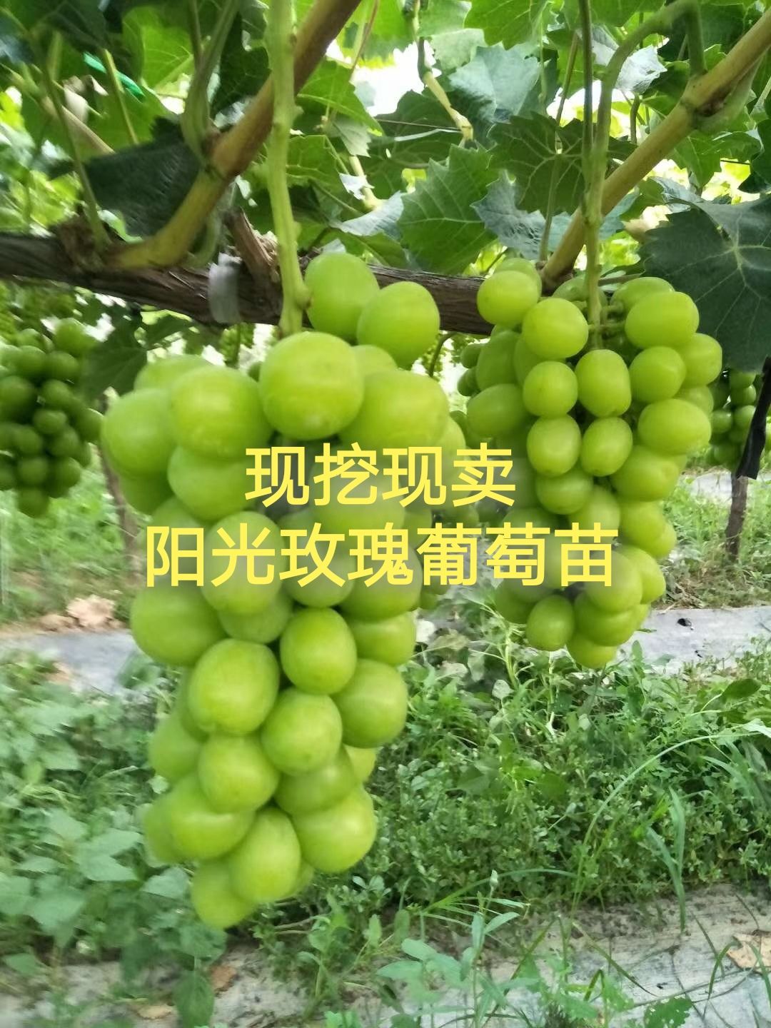 陕西省西安市鄠邑区阳光玫瑰葡萄苗 自有育植品种纯正现挖现卖包邮