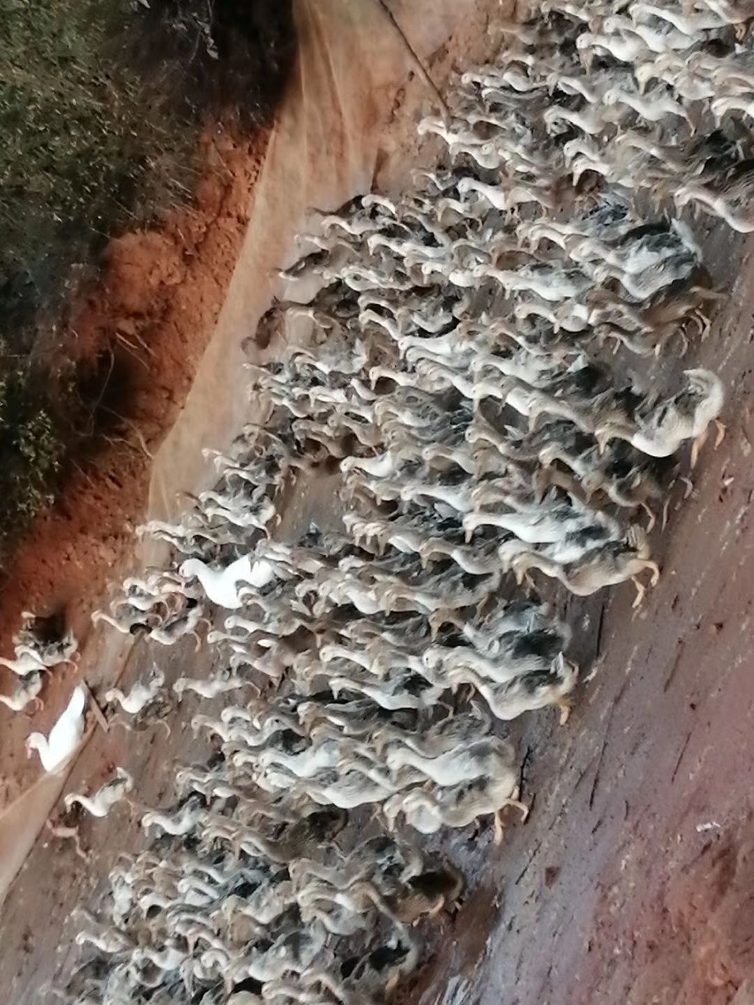 白羽青壳 2斤以下 母 全散养