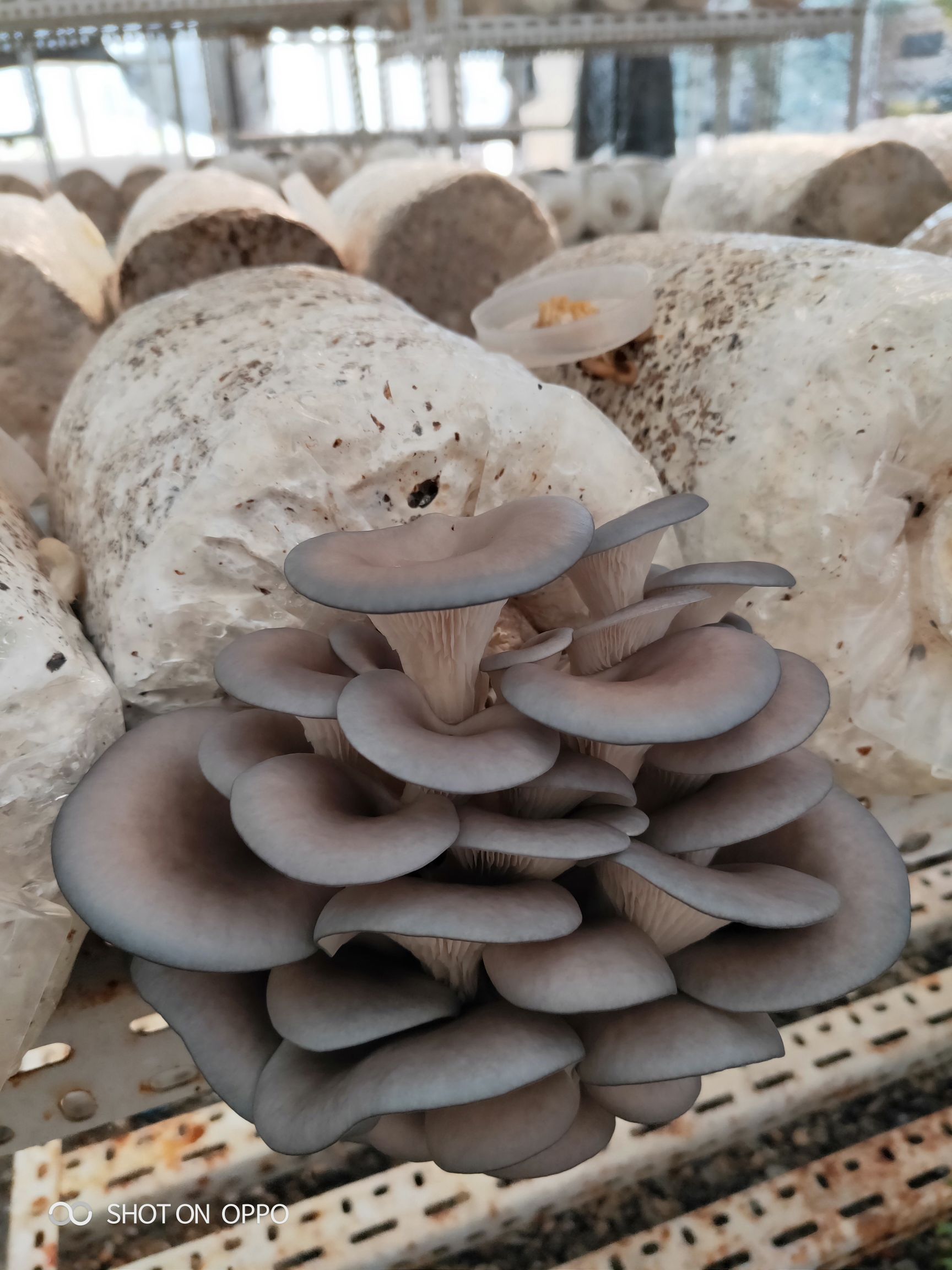 菌包袋 平菇香菇栽培出菇袋,多种规格13一公斤,需要那种规格先联系